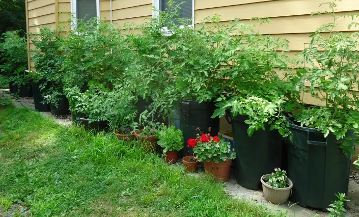 Slicing Tomato (Solanum Lycopersicum) — It thrives in full sun, bearing juicy fruits up to 4 inches in diameter; regular watering is fundamental, aiming for