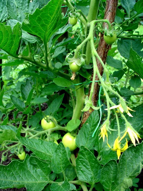 Slicing Tomato (Solanum Lycopersicum) — Regular watering is fundamental, aiming for consistency to prevent common issues such as blossom-end rot; providing 1