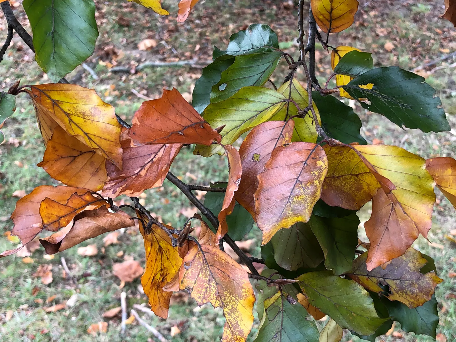 Purple European Beech (Fagus Sylvatica 'Atropurpunicea') — Mature specimens reach up to 60 feet tall with a spread of 35 feet, providing dense, oval to rounded