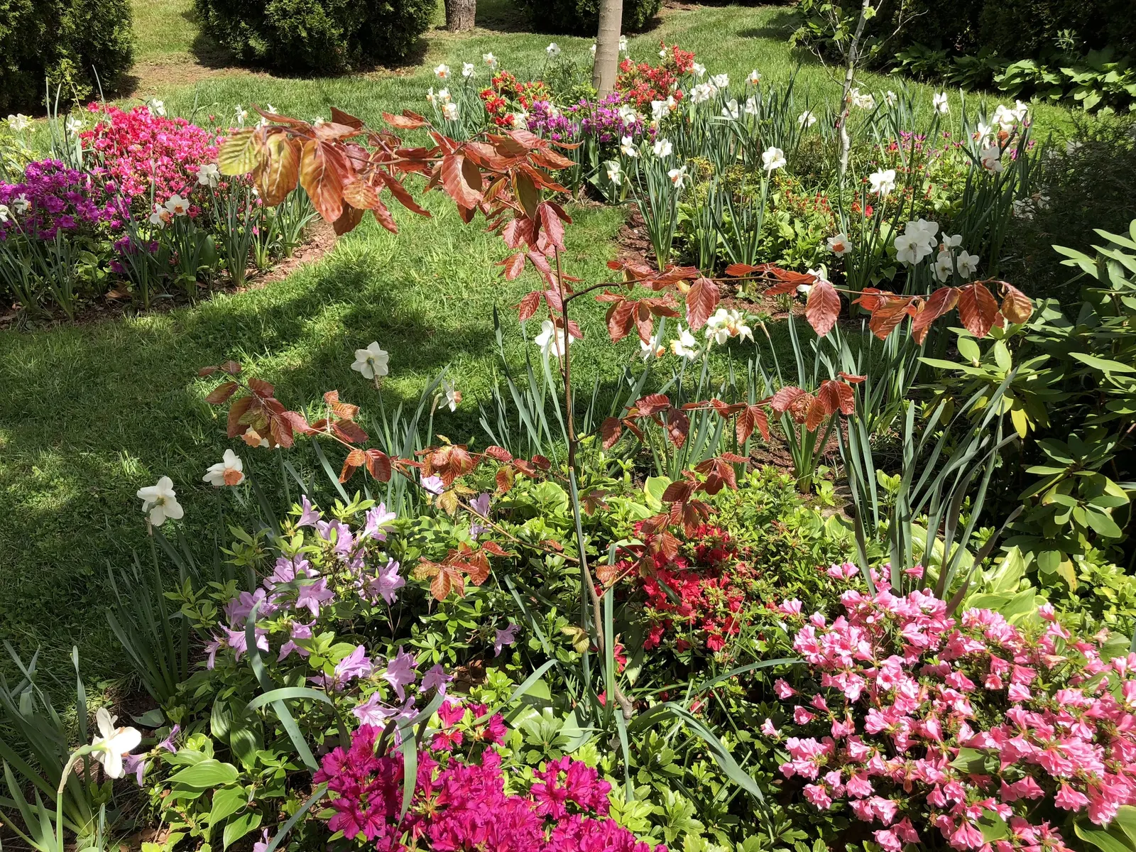 Purple European Beech (Fagus Sylvatica 'Atropurpunicea') — the tree's expansiveness should be carefully considered in landscape design
