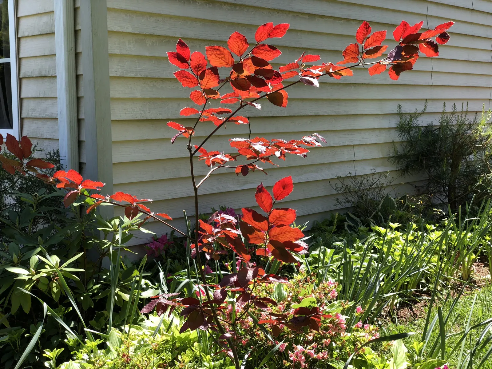 Purple European Beech (Fagus Sylvatica 'Atropurpunicea') — this beech variety thrives in full sun to partial shade