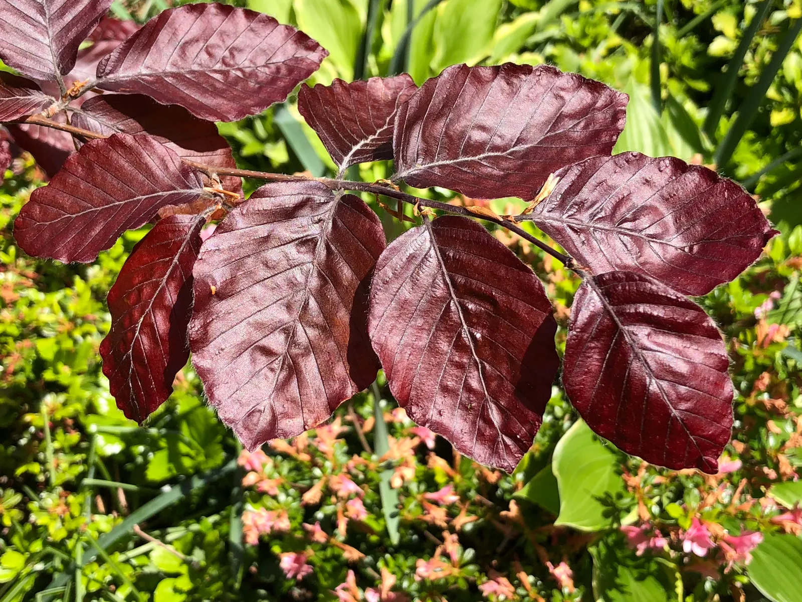 Purple European Beech (Fagus Sylvatica 'Atropurpunicea') — The Purple European Beech (Fagus sylvatica 'Atropunicea')