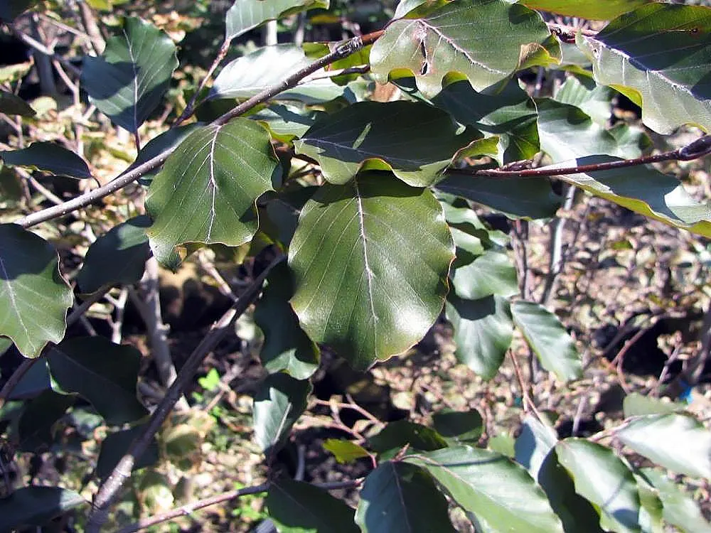 Purple European Beech (Fagus Sylvatica 'Atropurpunicea') — stands as a commanding deciduous species treasured for its striking foliage and majestic form