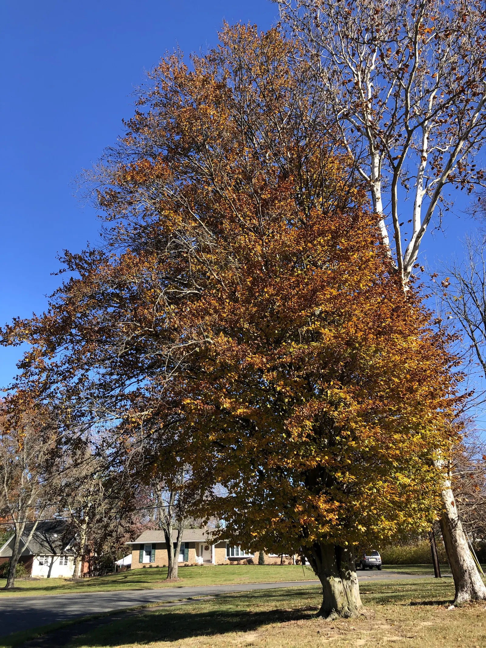 Purple European Beech (Fagus Sylvatica 'Atropurpunicea') — Its slow growth and longevity make it an excellent specimen for large gardens and park settings