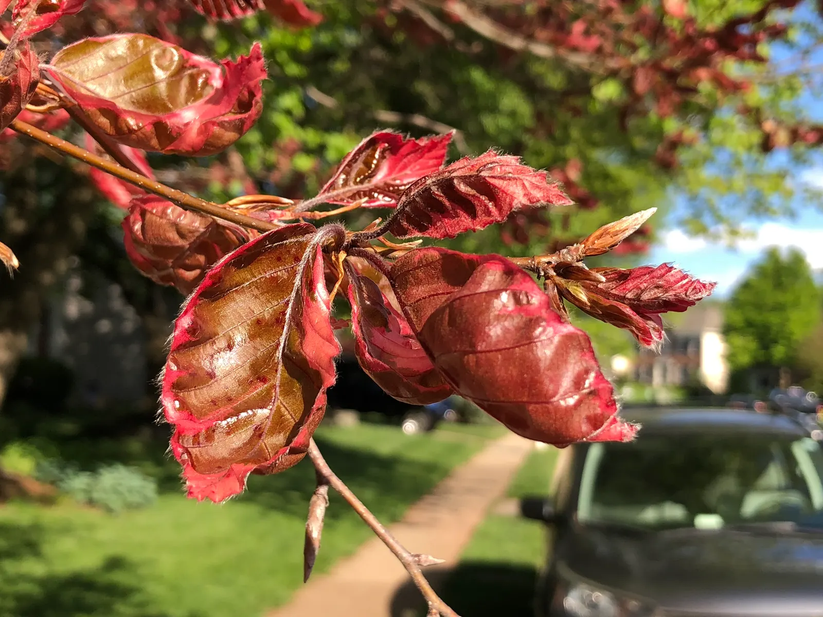 Purple European Beech (Fagus Sylvatica 'Atropurpunicea') — also renowned as the Copper Beech