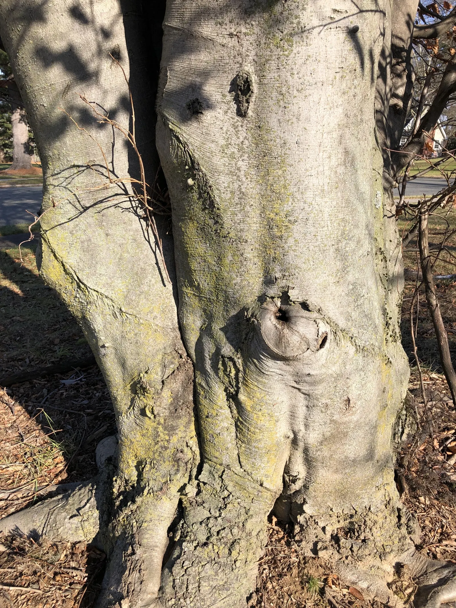 Purple European Beech (Fagus Sylvatica 'Atropurpunicea') — excessive exposure to harsh sunlight may scorch its leaves