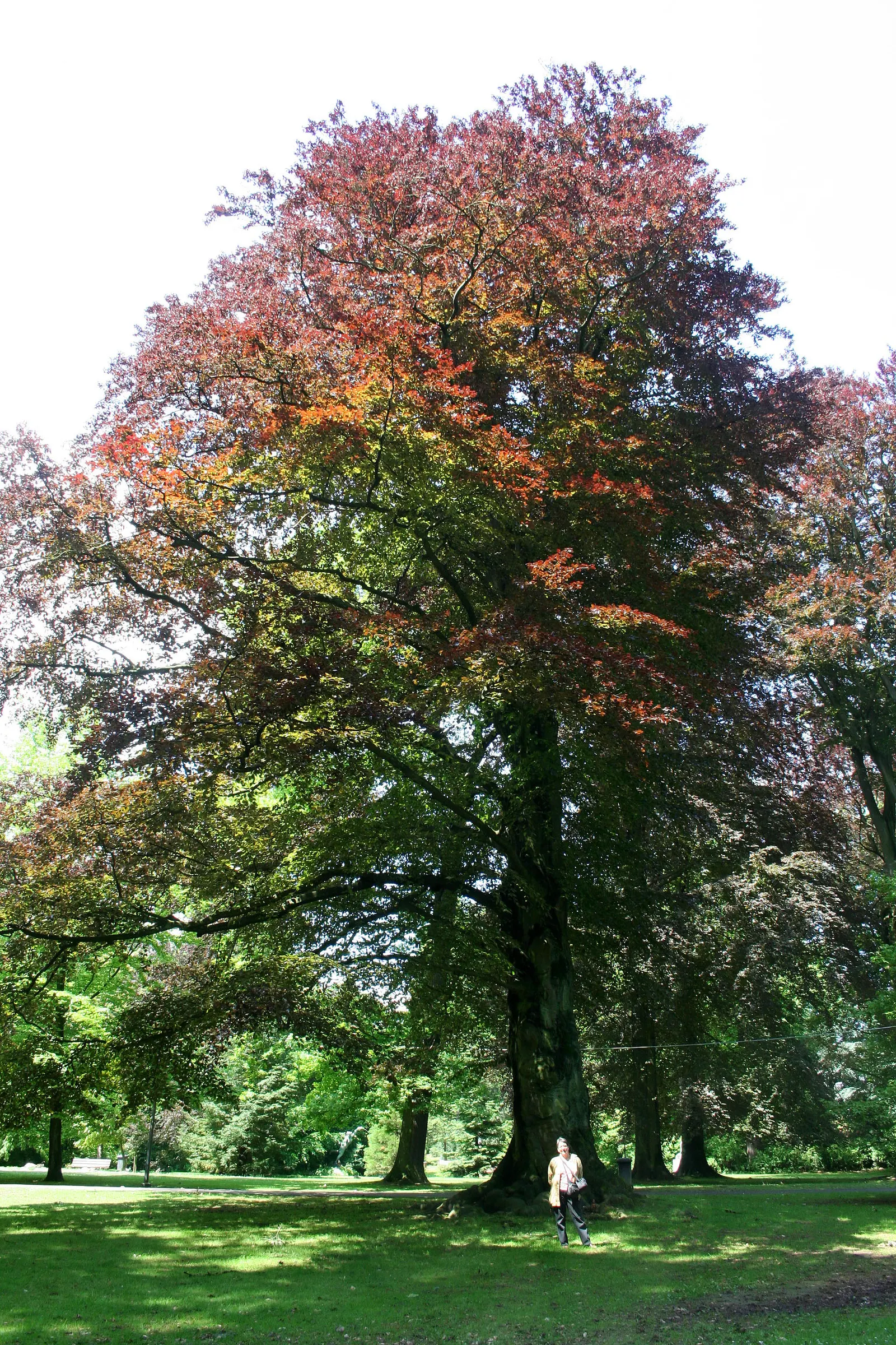 Purple European Beech (Fagus Sylvatica 'Atropurpunicea') — With a growth rate typically described as slow to medium