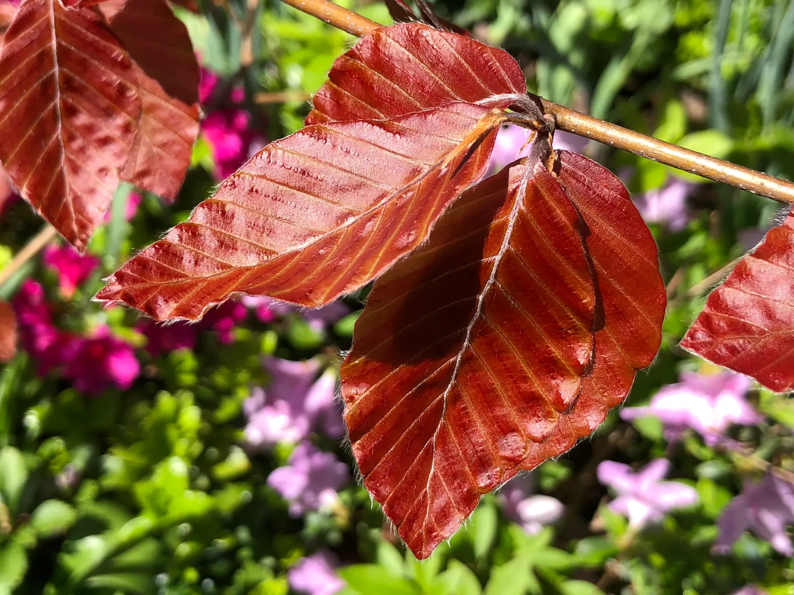 Purple European Beech (Fagus Sylvatica 'Atropurpunicea') — The Purple European Beech (Fagus sylvatica 'Atropunicea') is a striking ornamental tree
