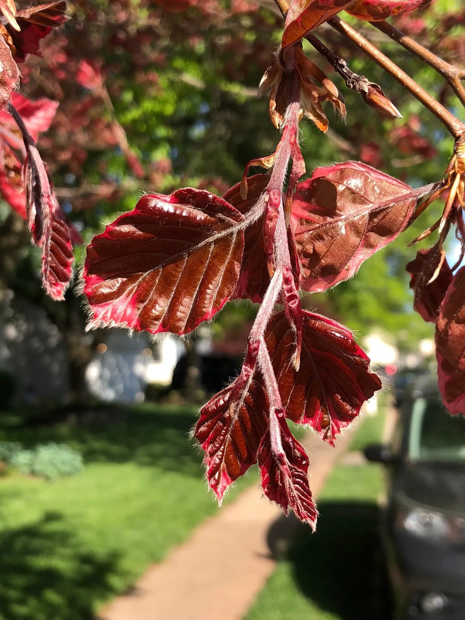 Purple European Beech (Fagus Sylvatica 'Atropurpunicea') — This cultivar of the European Beech family showcases lush leaves that unfurl a deep reddish-purple