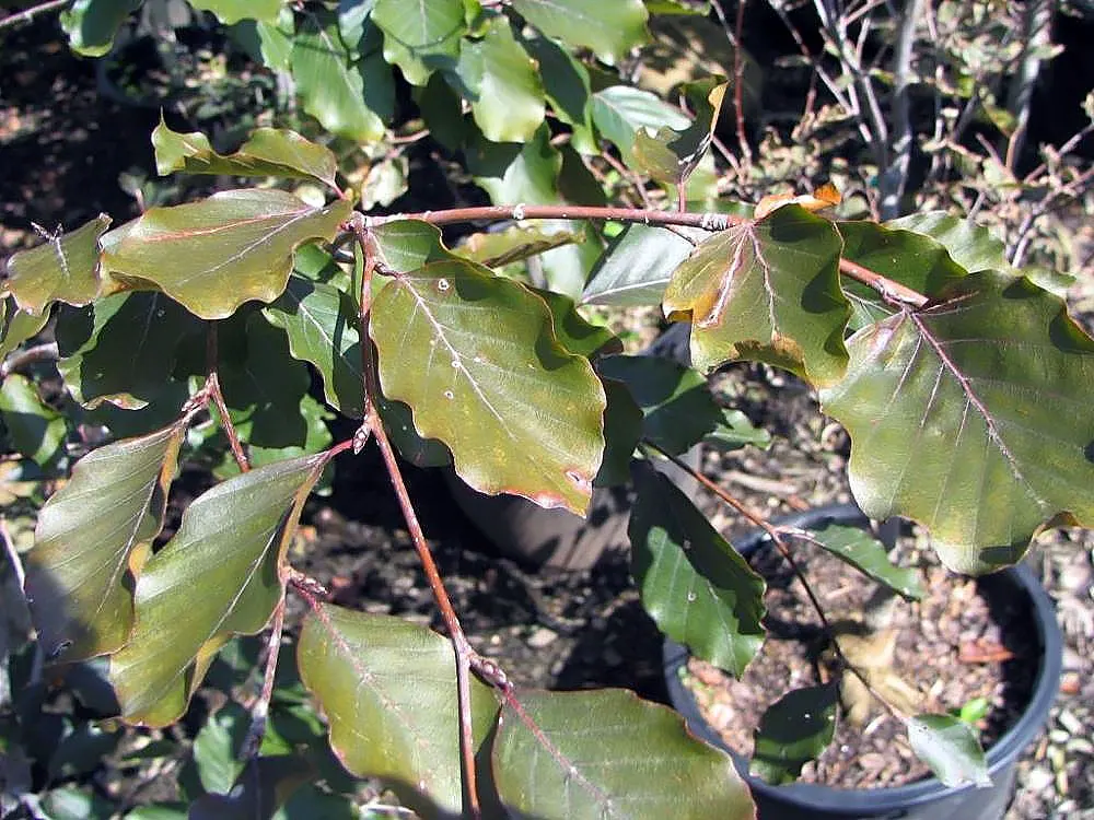 Purple European Beech (Fagus Sylvatica 'Atropurpunicea') — transitioning to a lustrous copper hue come fall