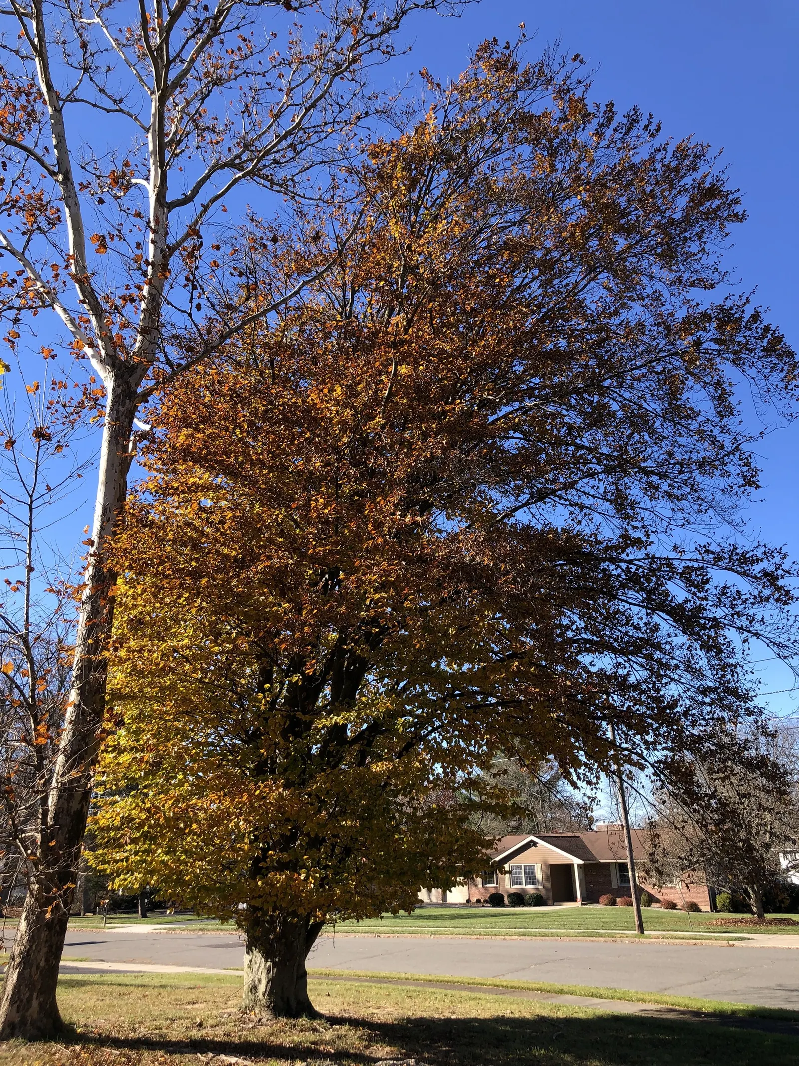 Purple European Beech (Fagus Sylvatica 'Atropurpunicea') — This majestic beech thrives in well-drained soil, requiring full sun to partial shade