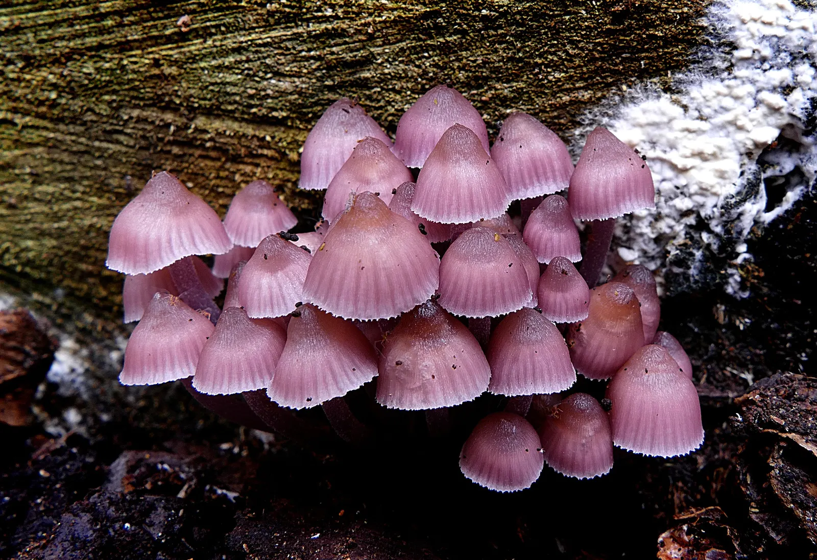 Purple European Beech (Fagus Sylvatica 'Atropurpunicea') — prized for its deep purple