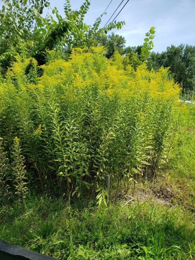 Canadian Goldenrod (Solidago Altissima) — perennial with gold and yellow blooms; provide a lush backdrop for the numerous tiny