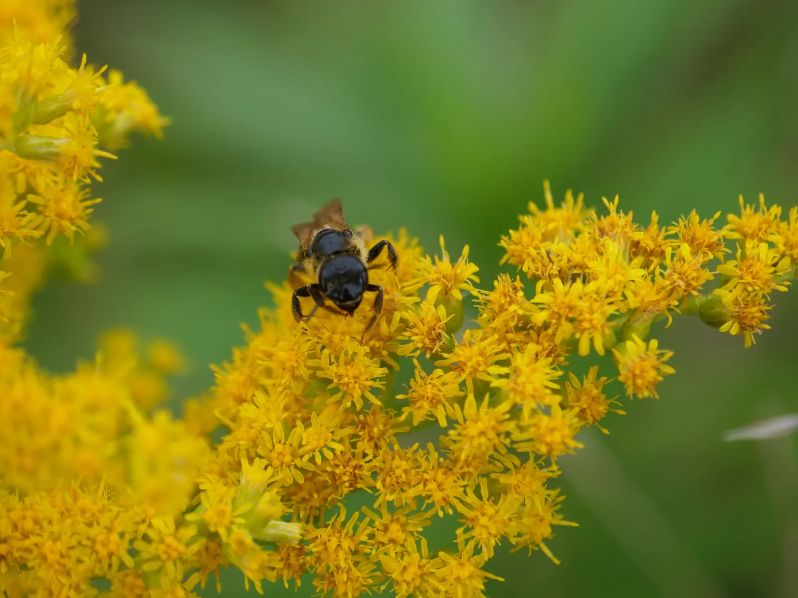 Canadian Goldenrod (Solidago Altissima) — Canadian Goldenrod (Solidago altissima) is a hardy; plume-like flower clusters, image 121