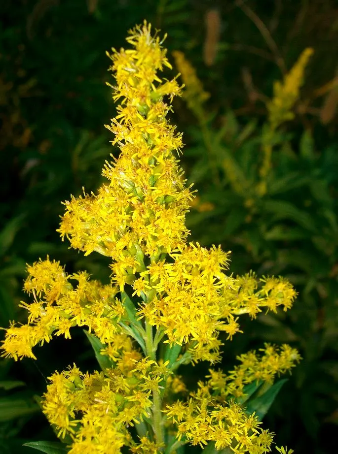 Canadian Goldenrod (Solidago Altissima) — with heights up to 7 feet; it prefers well-drained soils but is adaptable to a range of soil types