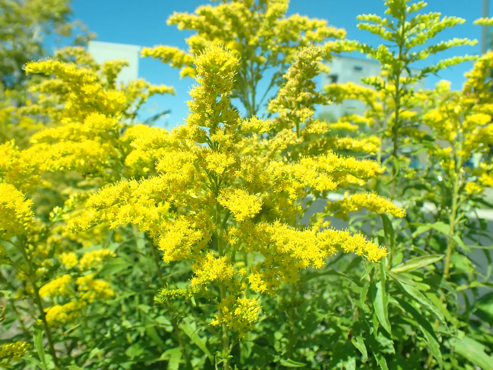 Canadian Goldenrod (Solidago Altissima) — plume-like flower clusters; canadian Goldenrod (Solidago altissima) is a hardy