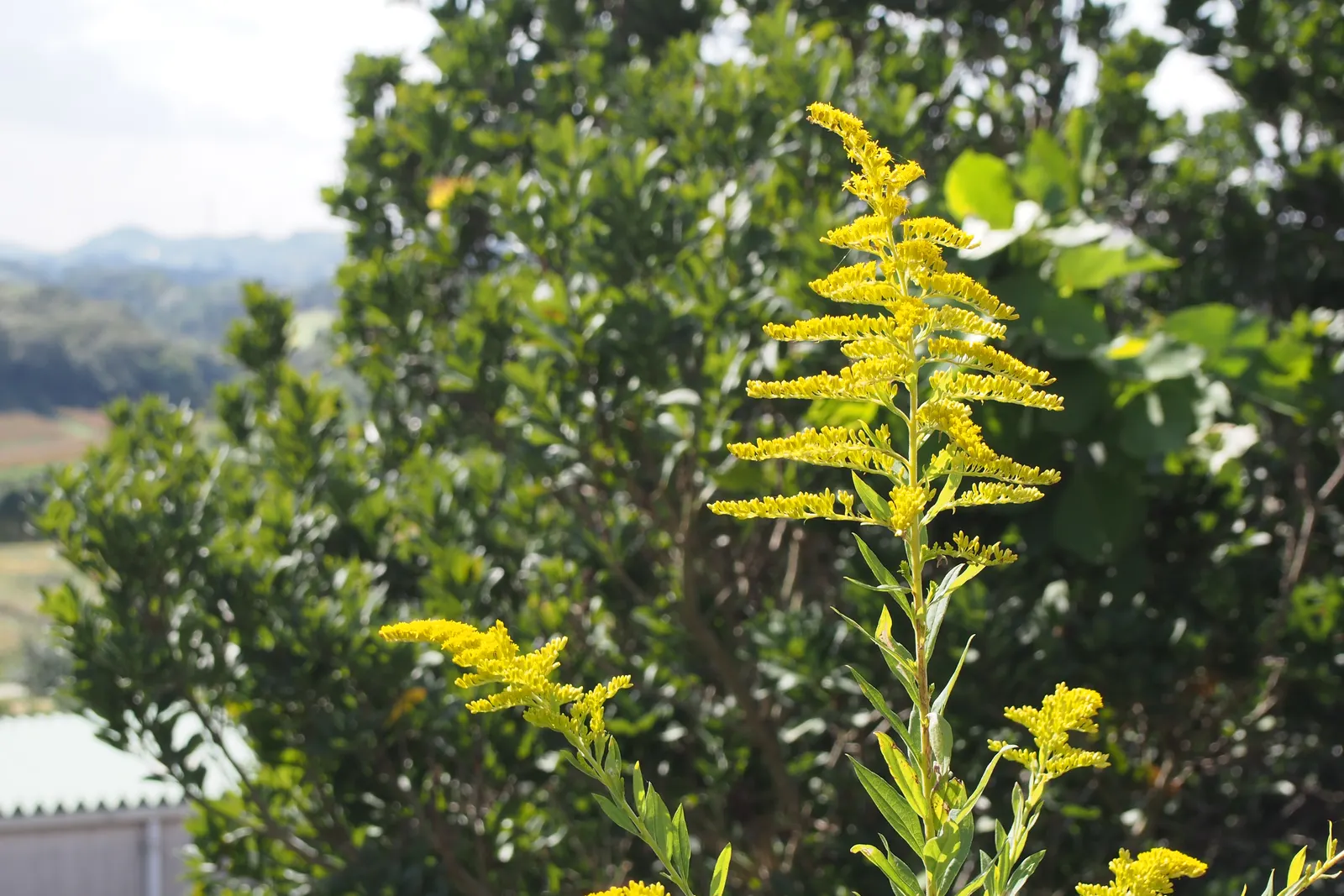 Canadian Goldenrod (Solidago Altissima) — Solidago altissima is a valuable plant for pollinators; although size can vary depending on growing, image 115