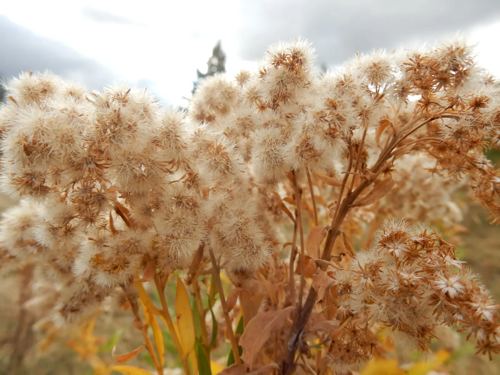 Canadian Goldenrod (Solidago Altissima) — pyramidal panicles atop stiff; which can grow up to 4 inches long, image 136