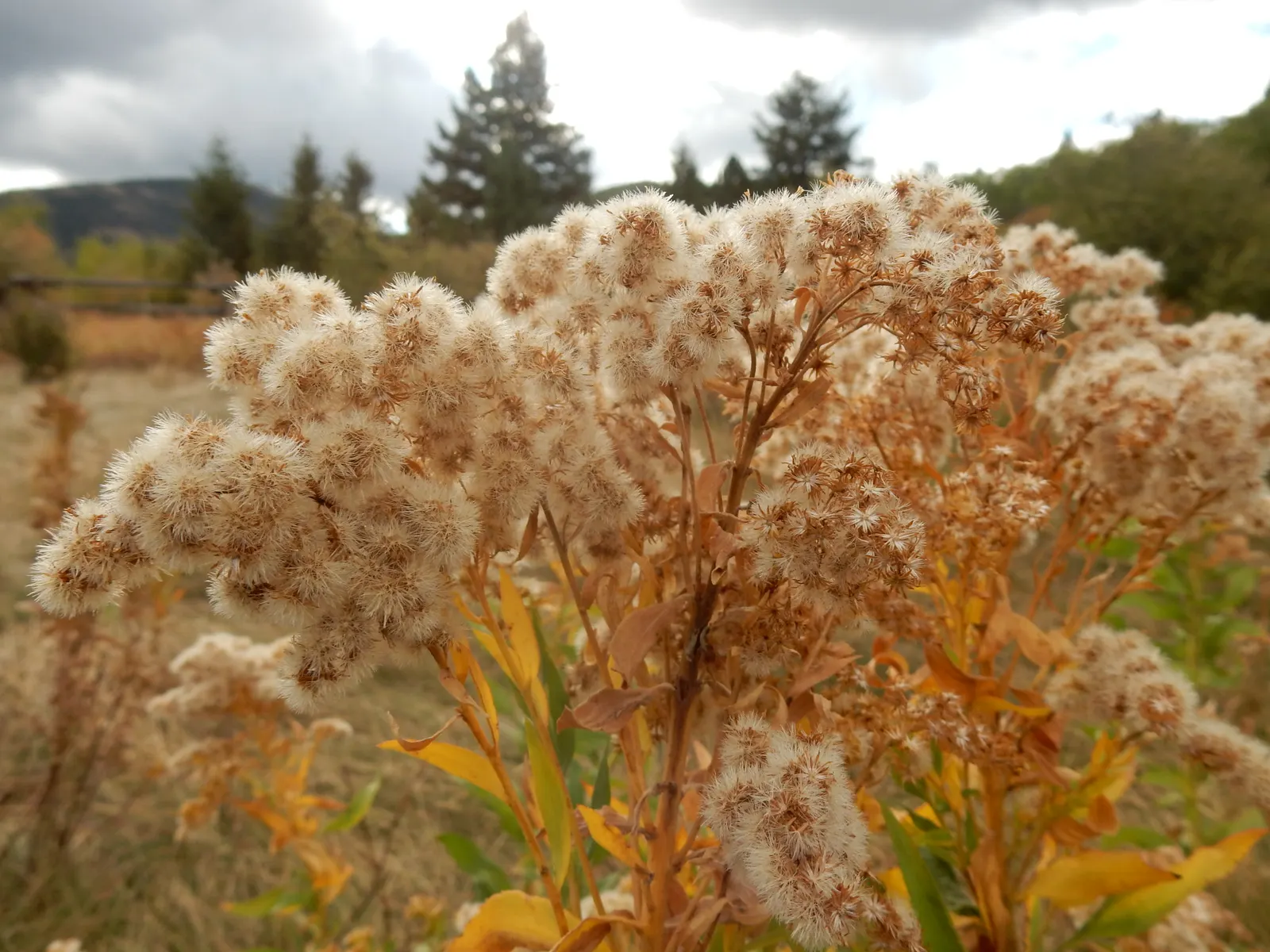Canadian Goldenrod (Solidago Altissima) — you'll find Solidago altissima a versatile addition to your design; herbaceous perennial known for its, image 107