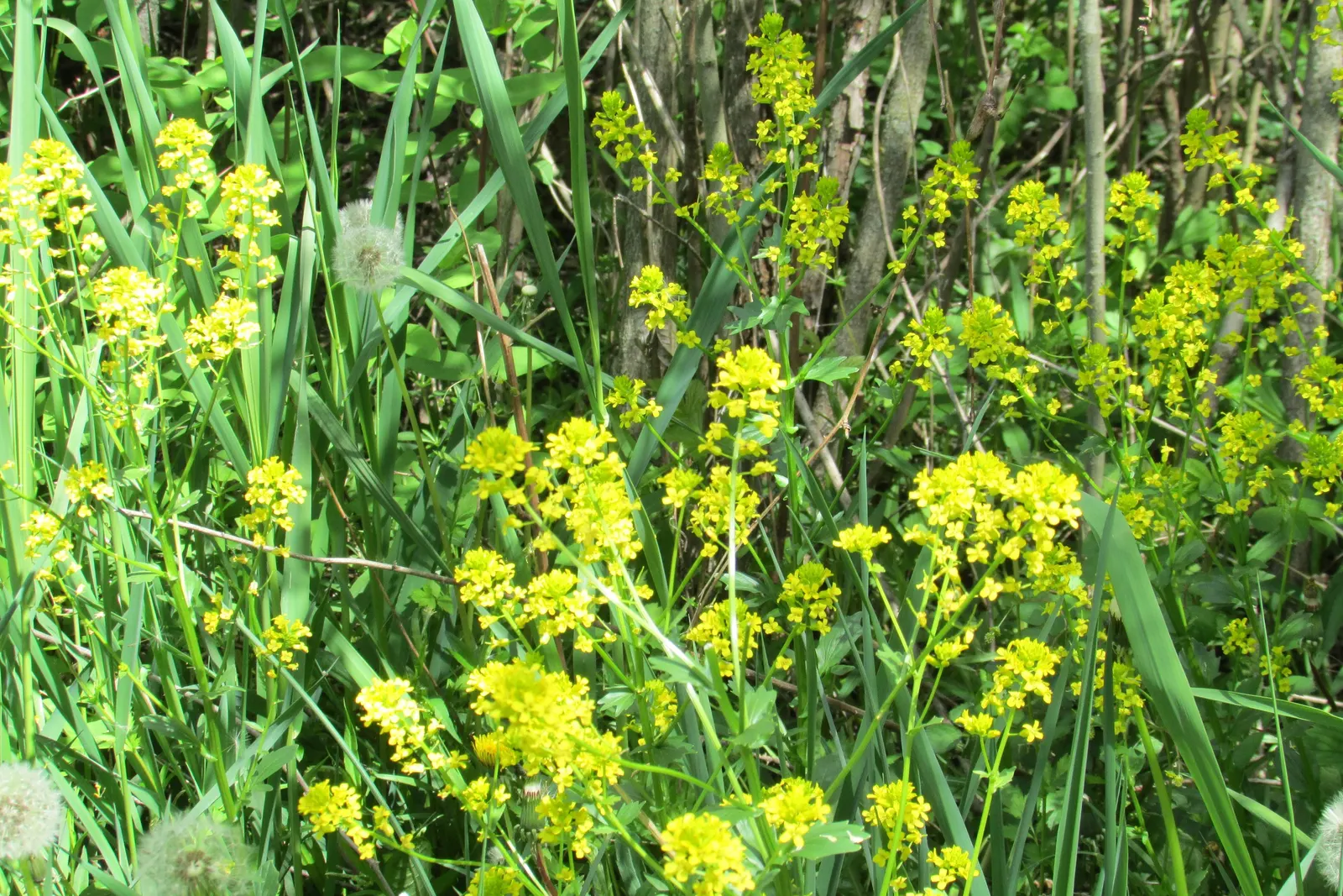 Canadian Goldenrod (Solidago Altissima) — This North American native stands tall and erect; thriving in USDA Zones 3-9, it requires full sun to, image 56