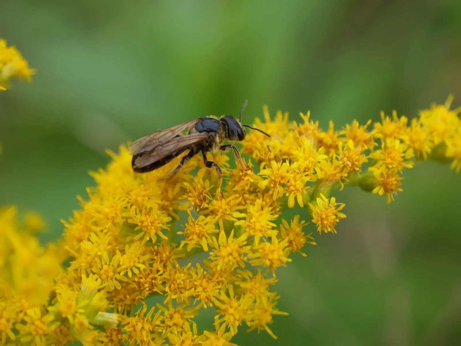 Canadian Goldenrod (Solidago Altissima) — perennial for full or half; goldenrods are not a significant allergen; their pollen is too heavy and, image 144
