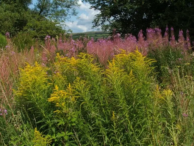 Canadian Goldenrod (Solidago Altissima) — provide a lush backdrop for the numerous tiny; perennial with gold and yellow blooms