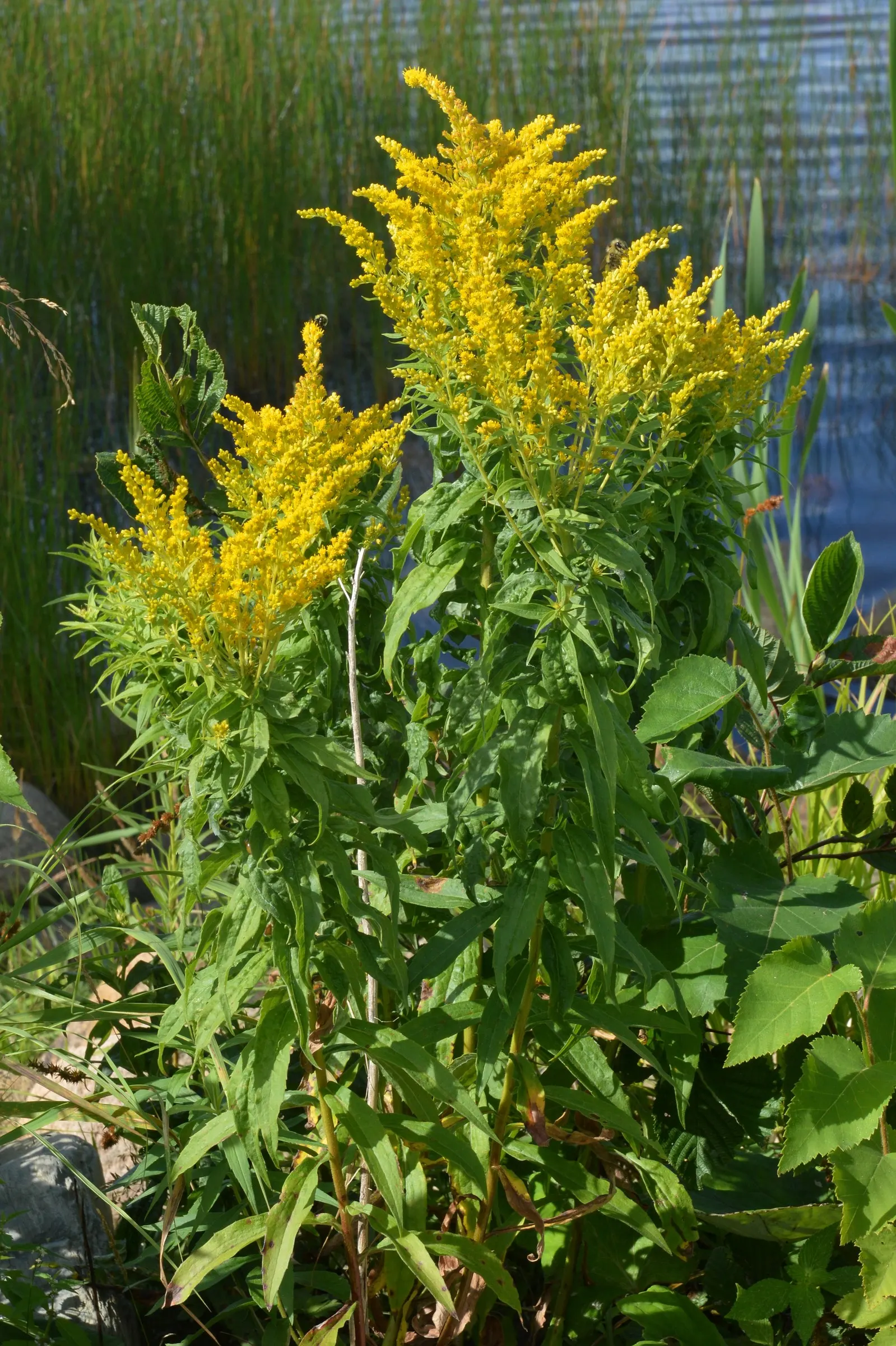 Canadian Goldenrod (Solidago Altissima) — plume-like flower clusters; canadian Goldenrod (Solidago altissima) is a hardy, image 100