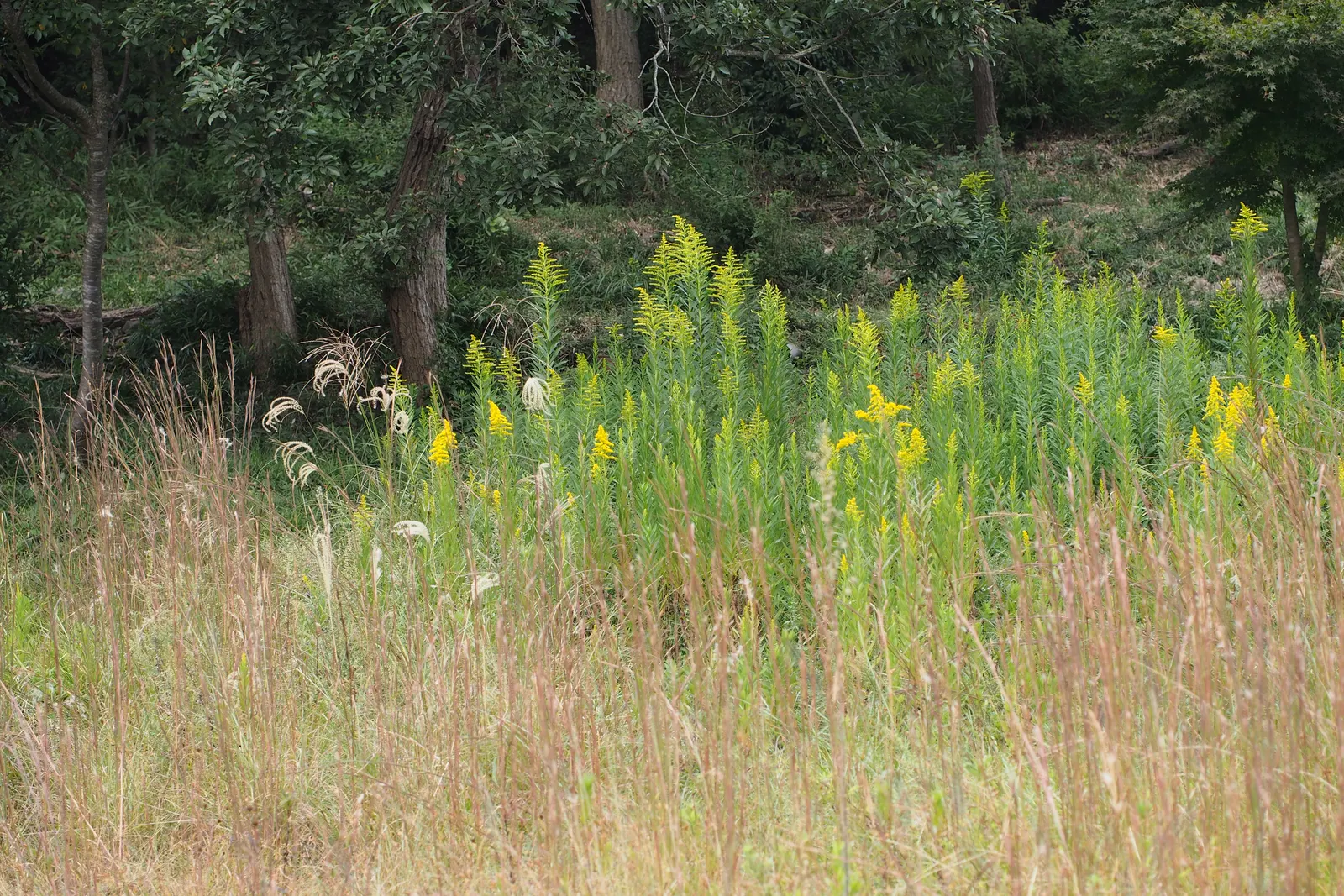 Canadian Goldenrod (Solidago Altissima) — perfect for wildflower meadows; with a typical height ranging from 2 to 6 feet and a spread of 2 to 4 feet, image 132