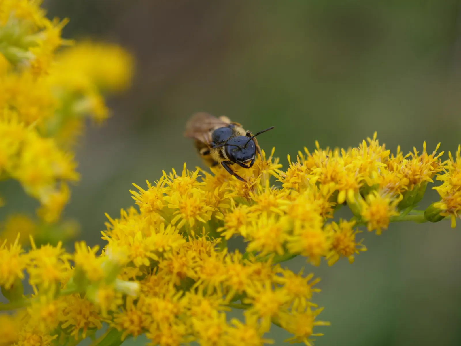 Canadian Goldenrod (Solidago Altissima) — Thriving in USDA Zones 3-9, it requires full sun to partial shade and well-drained soil