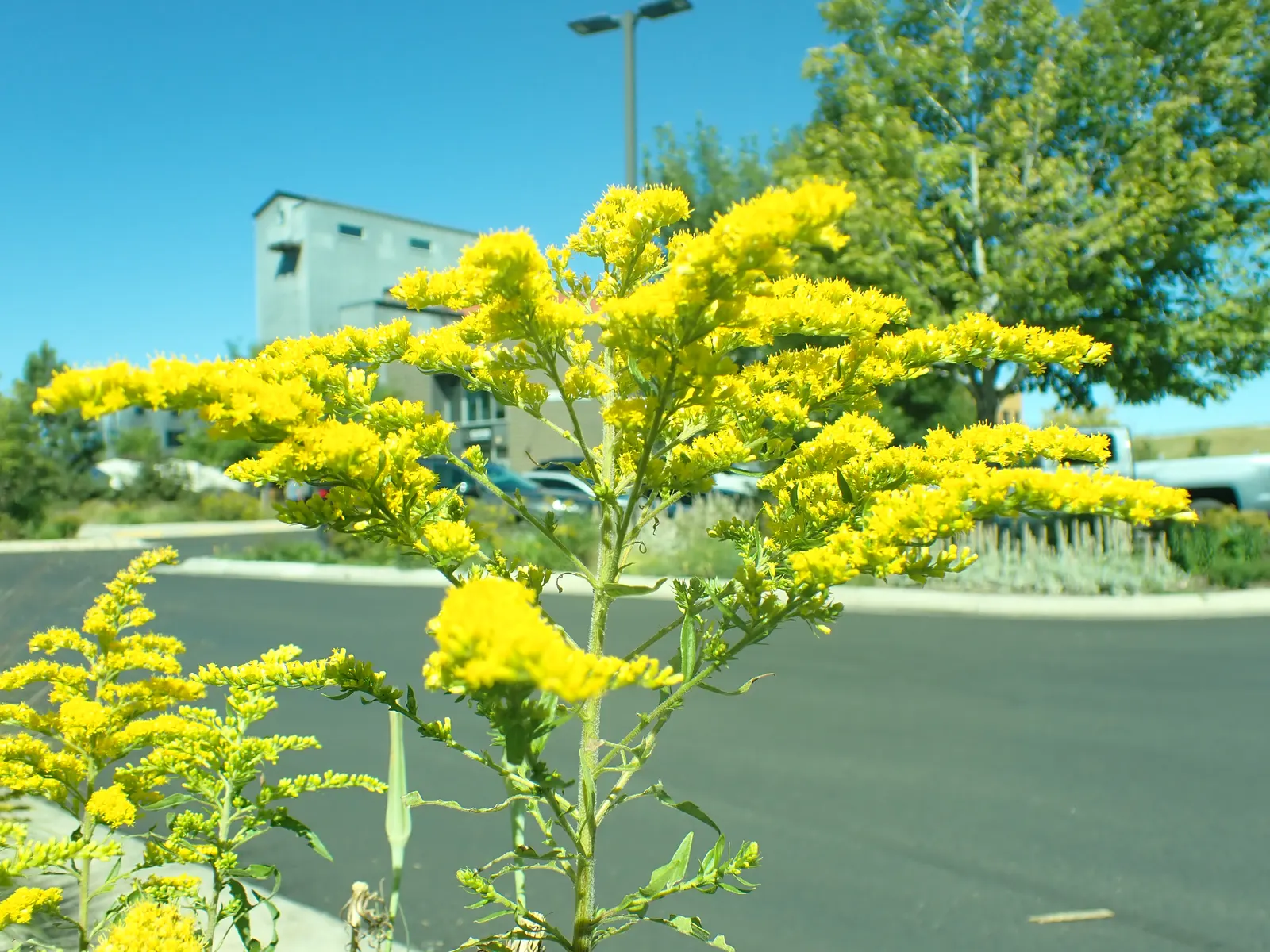 Canadian Goldenrod (Solidago Altissima) — star-shaped flowers that form crowded; this late-summer bloomer attracts pollinators and is ideal for naturalized