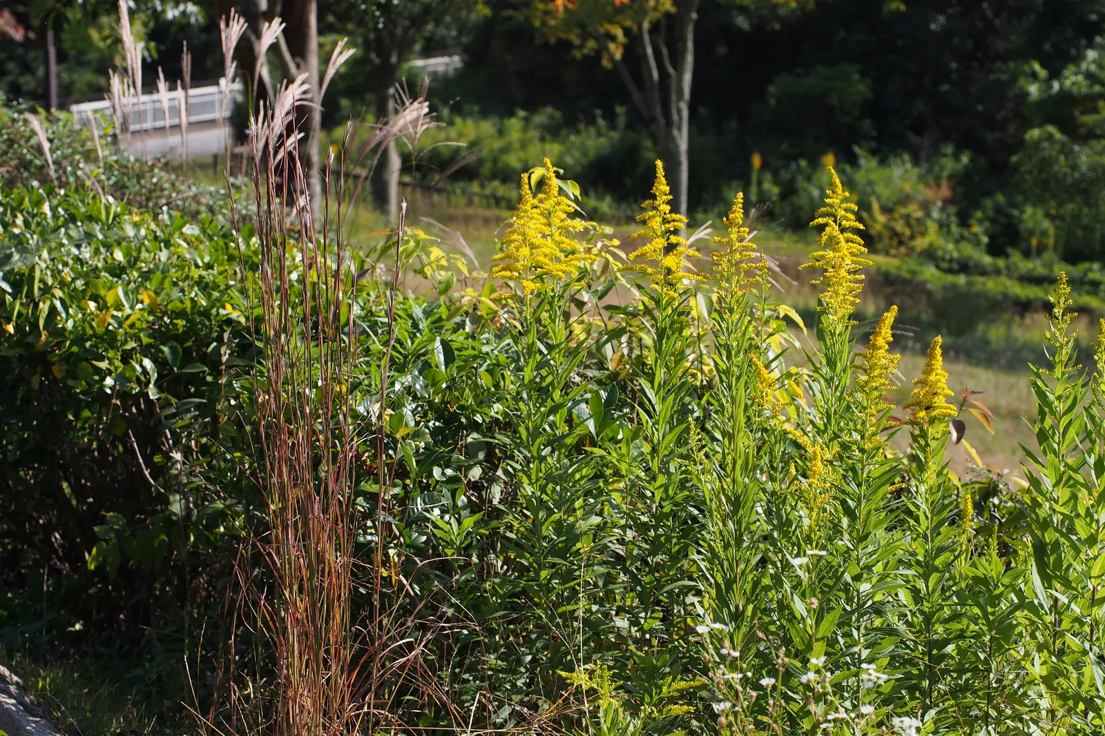 Canadian Goldenrod (Solidago Altissima) — perfect for wildflower meadows; with a typical height ranging from 2 to 6 feet and a spread of 2 to 4 feet, image 108