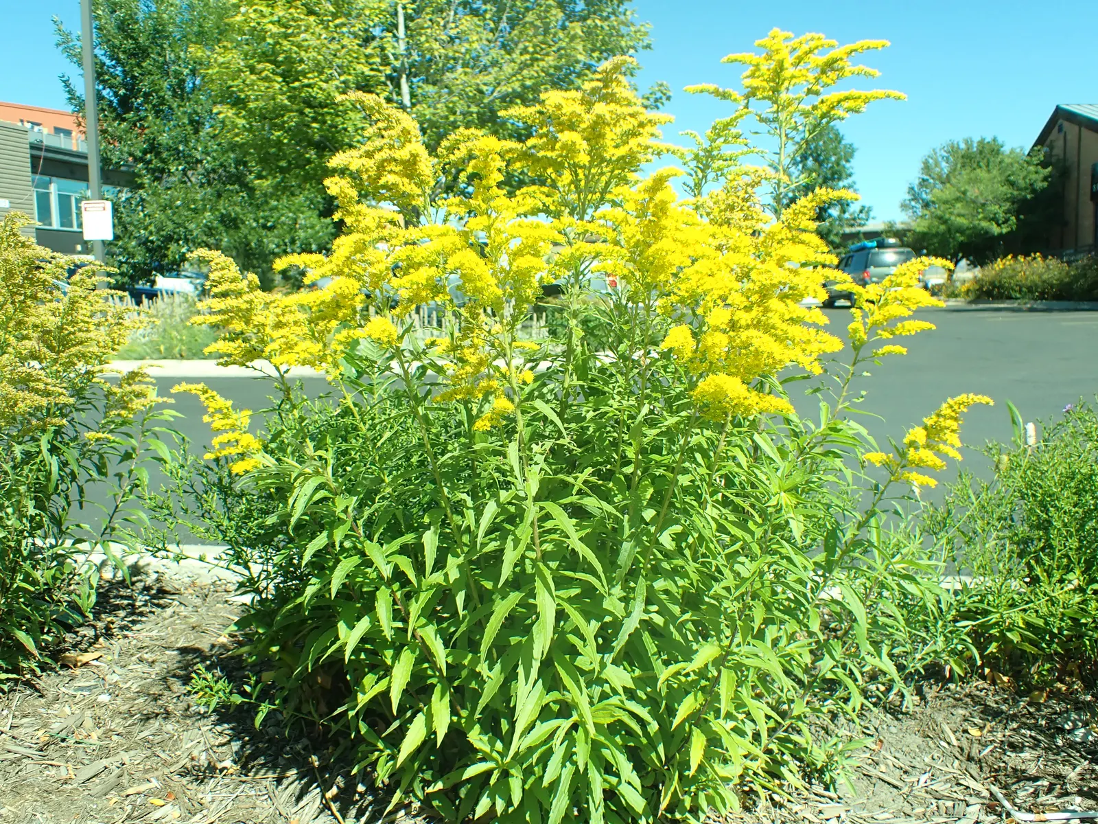 Canadian Goldenrod (Solidago Altissima) — This late-summer bloomer attracts pollinators and is ideal for naturalized areas; star-shaped flowers, image 54