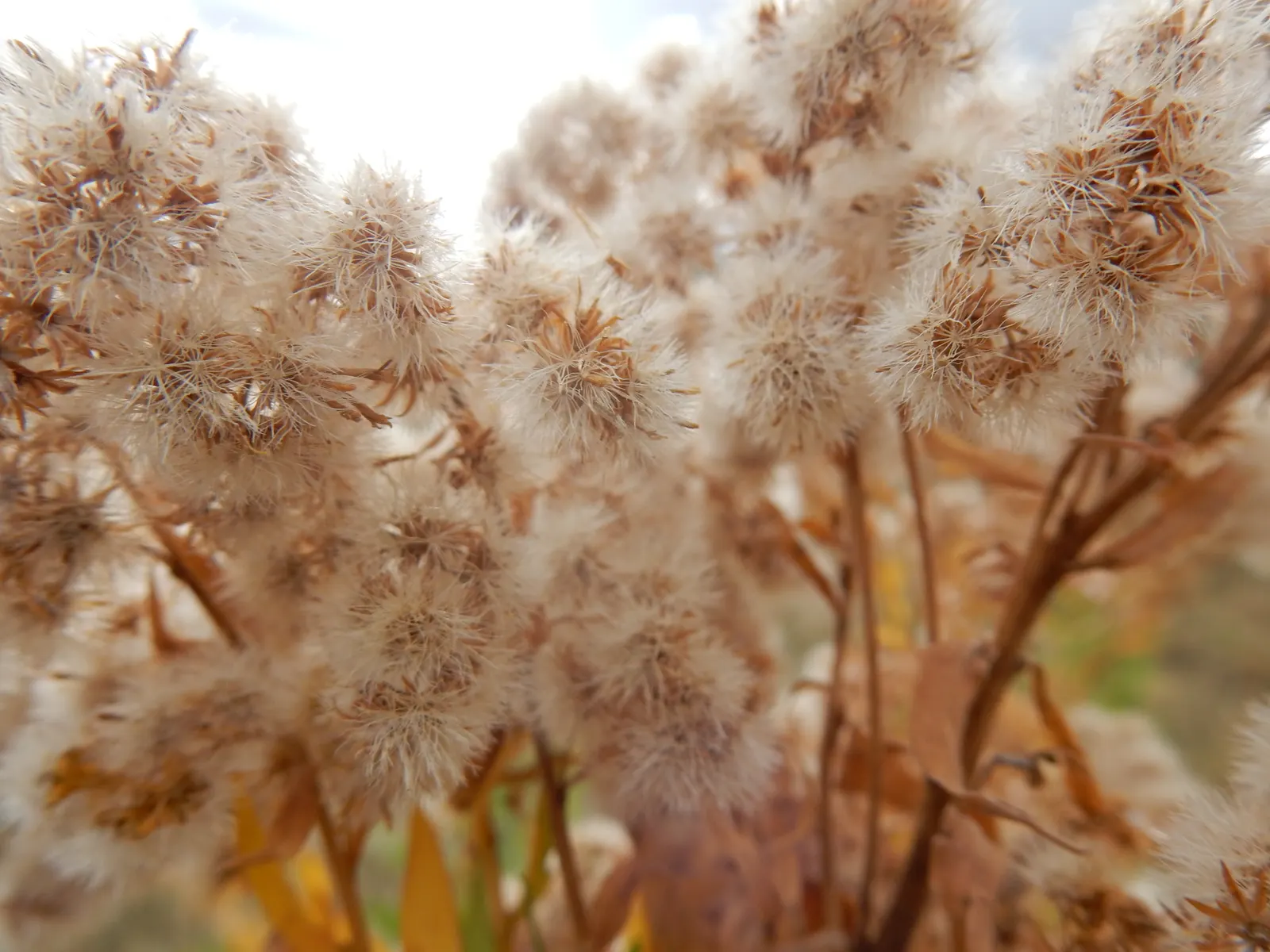 Canadian Goldenrod (Solidago Altissima) — Goldenrods are not a significant allergen; their pollen is too heavy and sticky to be carried far by the, image 117