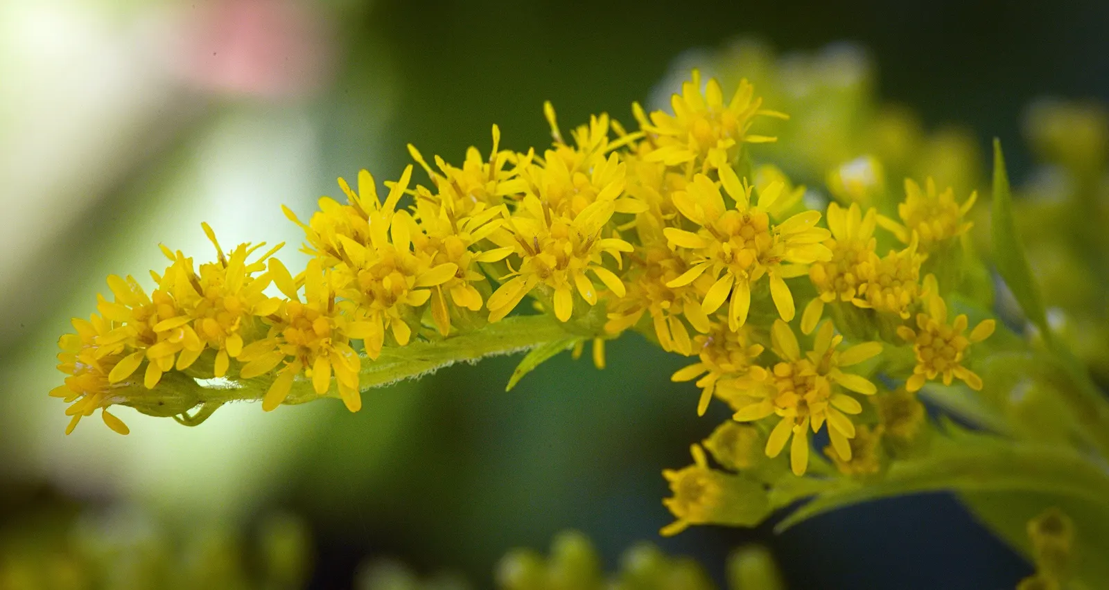 Canadian Goldenrod (Solidago Altissima) — although size can vary depending on growing conditions.<br><br>As a landscape architect; solidago, image 82