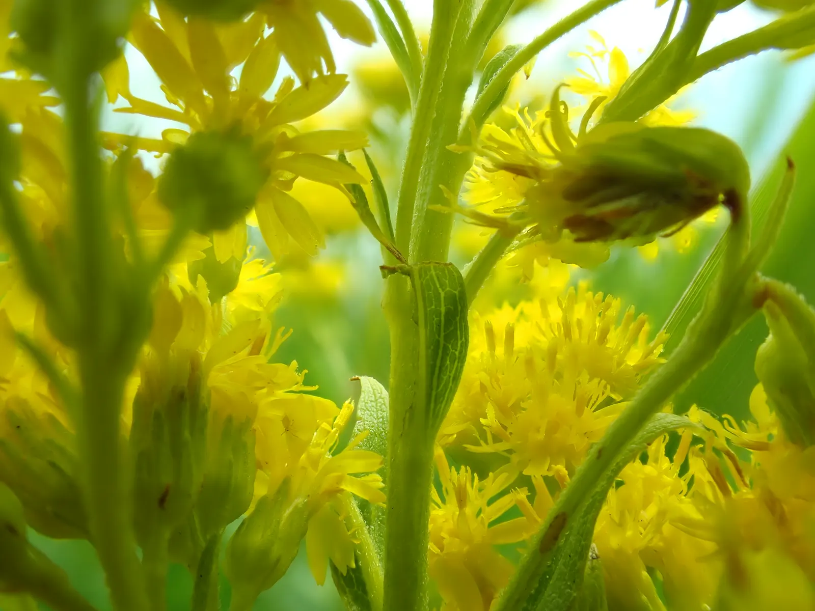Canadian Goldenrod (Solidago Altissima) — Canadian Goldenrod (Solidago altissima) is a hardy