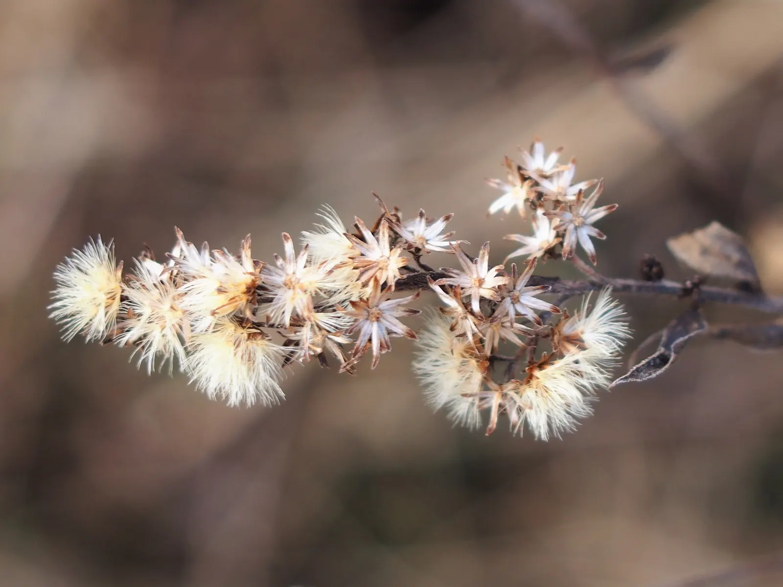 Canadian Goldenrod (Solidago Altissima) — plume-like flower clusters; canadian Goldenrod (Solidago altissima) is a hardy, image 148