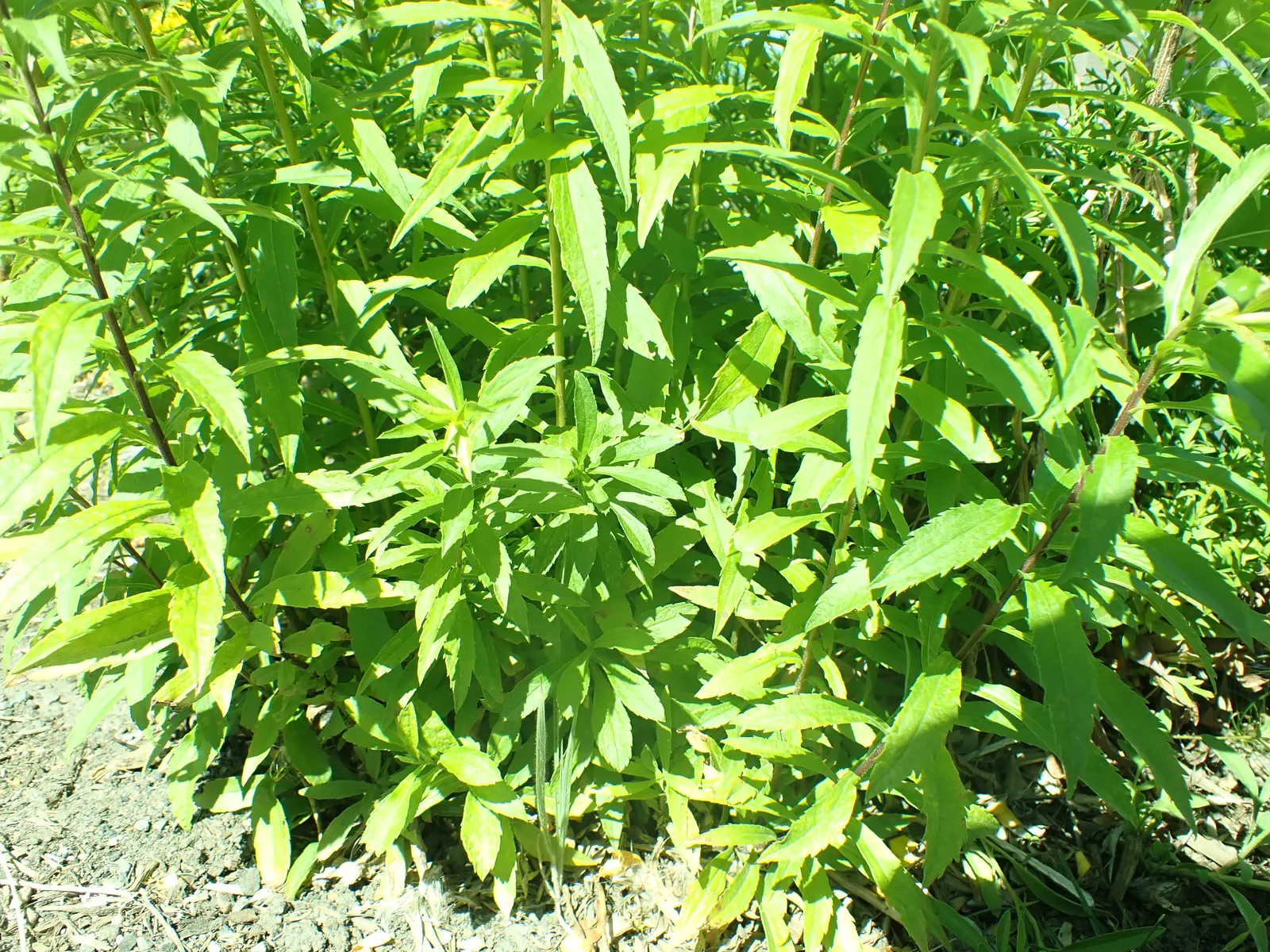 Canadian Goldenrod (Solidago Altissima) — herbaceous perennial known for its towering stems; you'll find Solidago altissima a versatile addition to, image 98