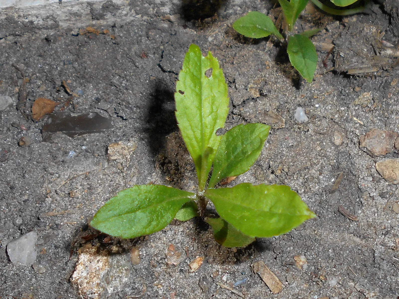 Canadian Goldenrod (Solidago Altissima) — <br><br>The Canadian Goldenrod is low maintenance, drought-tolerant, and thrives in full sun to partial, image 113