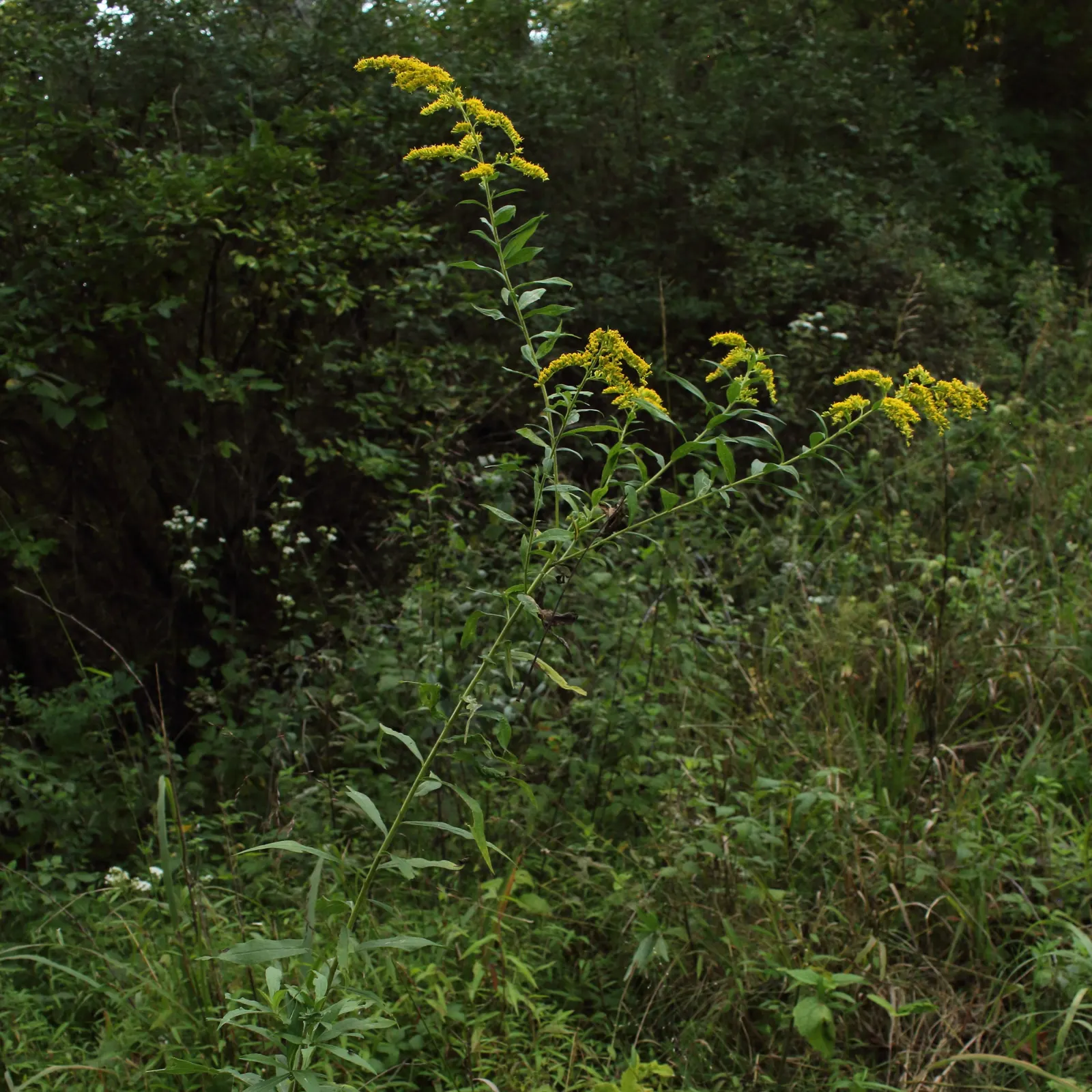 Canadian Goldenrod (Solidago Altissima) — perfect for wildflower meadows; with a typical height ranging from 2 to 6 feet and a spread of 2 to 4 feet, image 60