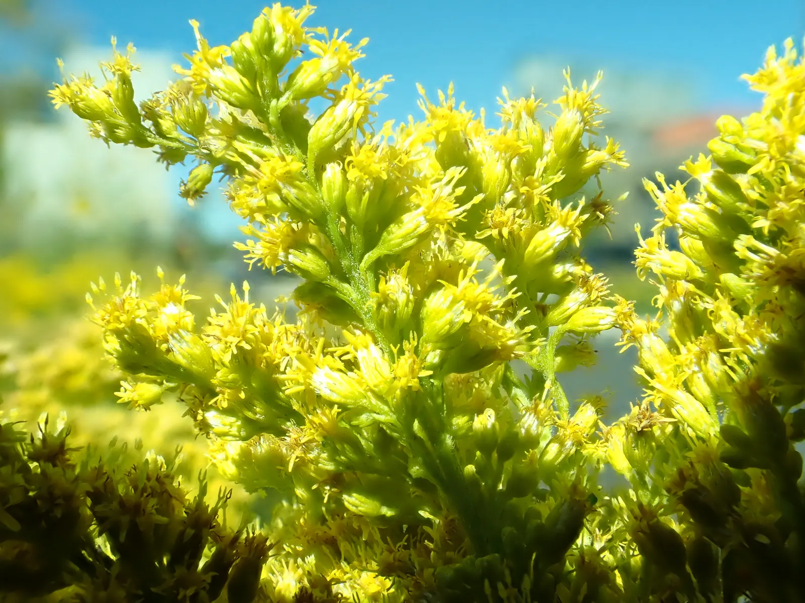 Canadian Goldenrod (Solidago Altissima) — gold and yellow flowers in the garden; offering a burst of color and vertical interest to any landscape, image 118