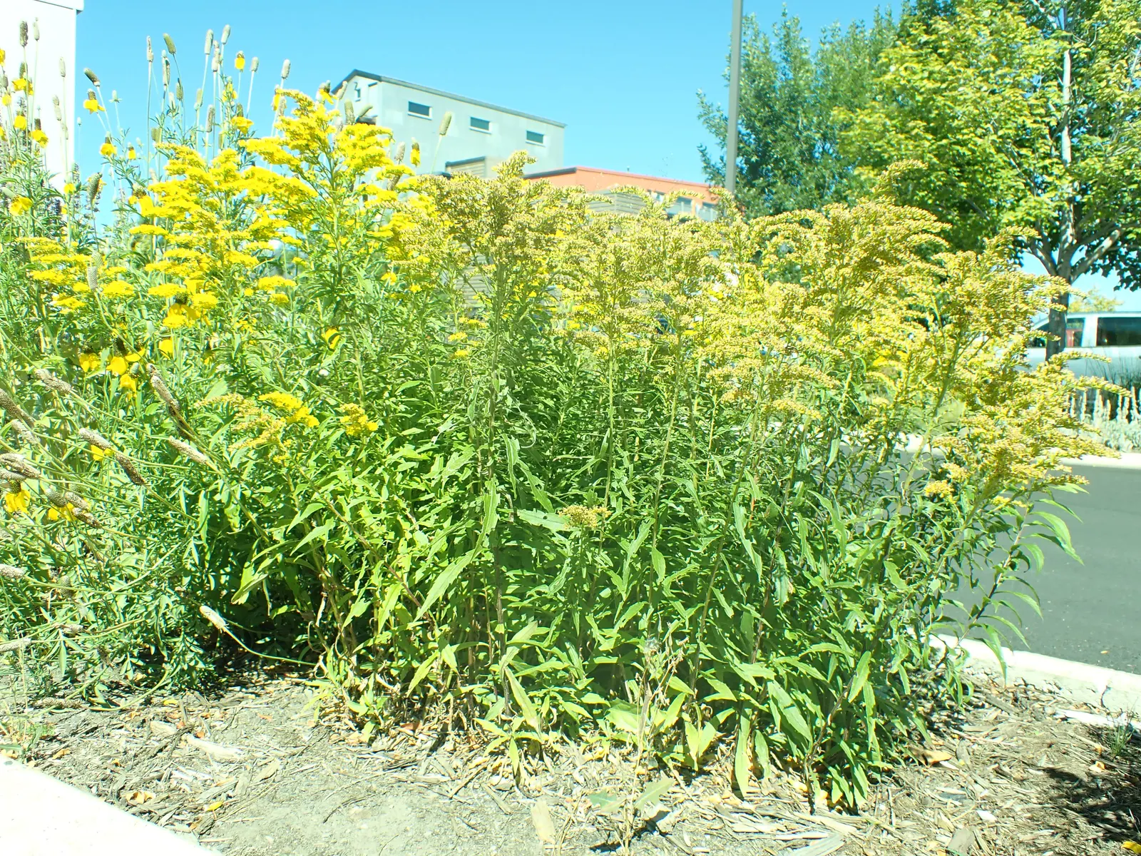 Canadian Goldenrod (Solidago Altissima) — although size can vary depending on growing conditions.<br><br>As a landscape architect; solidago, image 106