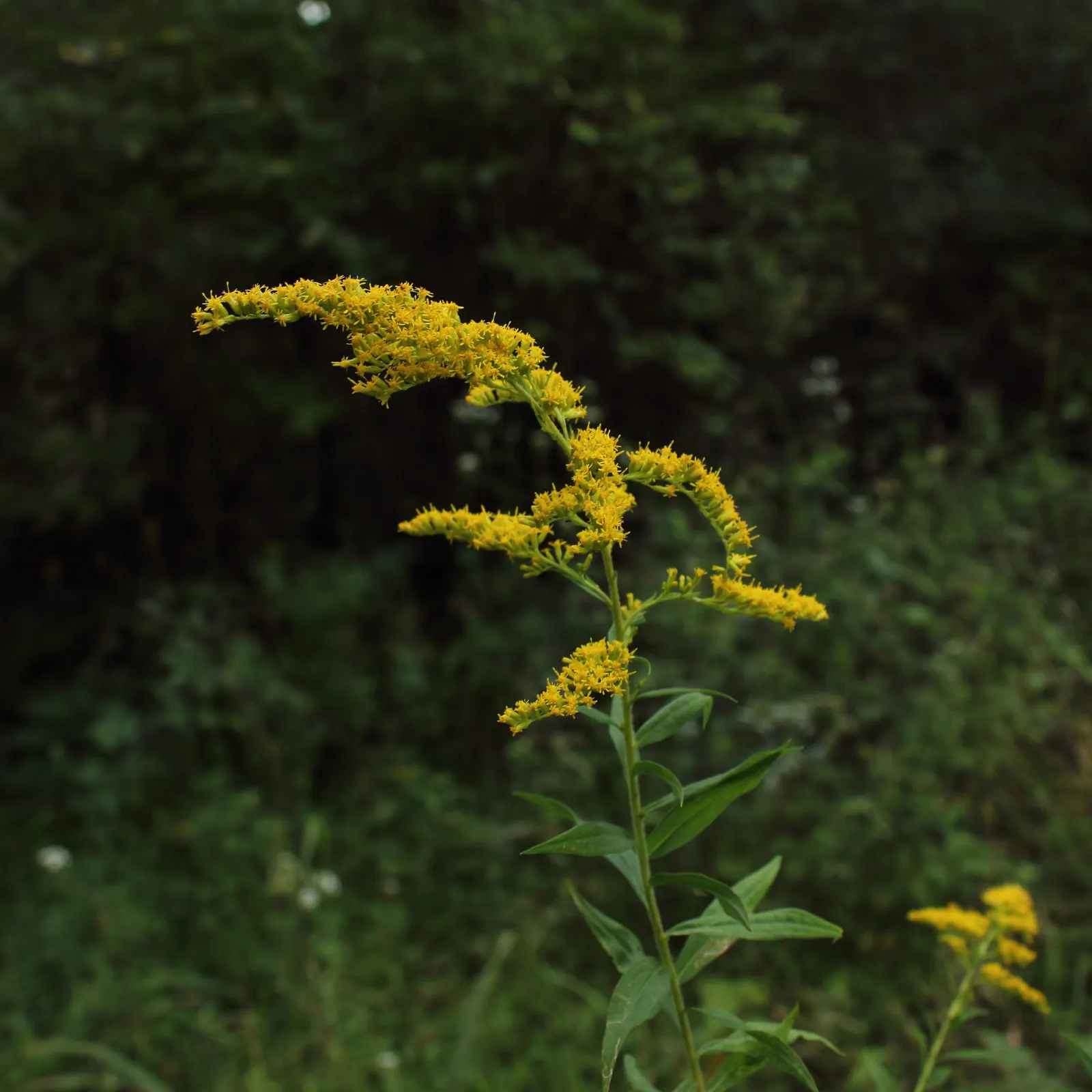 Canadian Goldenrod (Solidago Altissima) — perennial for full or half; goldenrods are not a significant allergen; their pollen is too heavy and, image 120