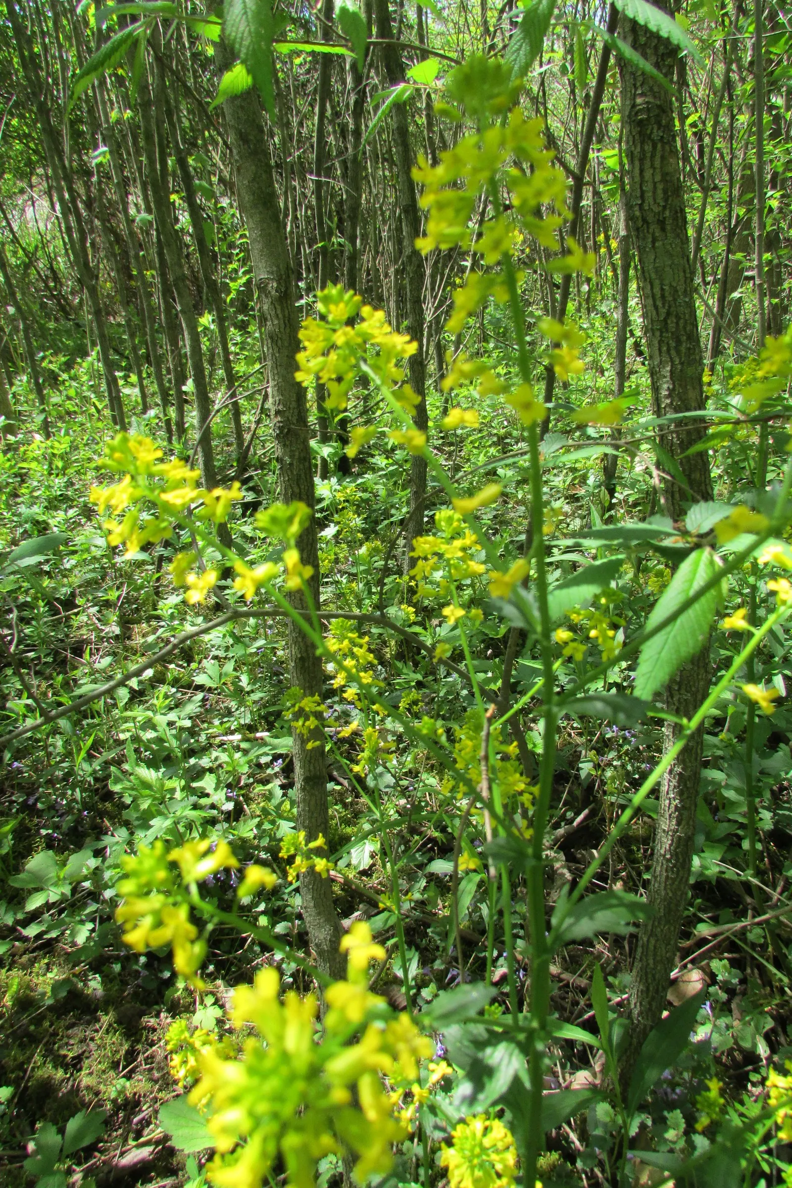 Canadian Goldenrod (Solidago Altissima) — offering a burst of color and vertical interest to any landscape design