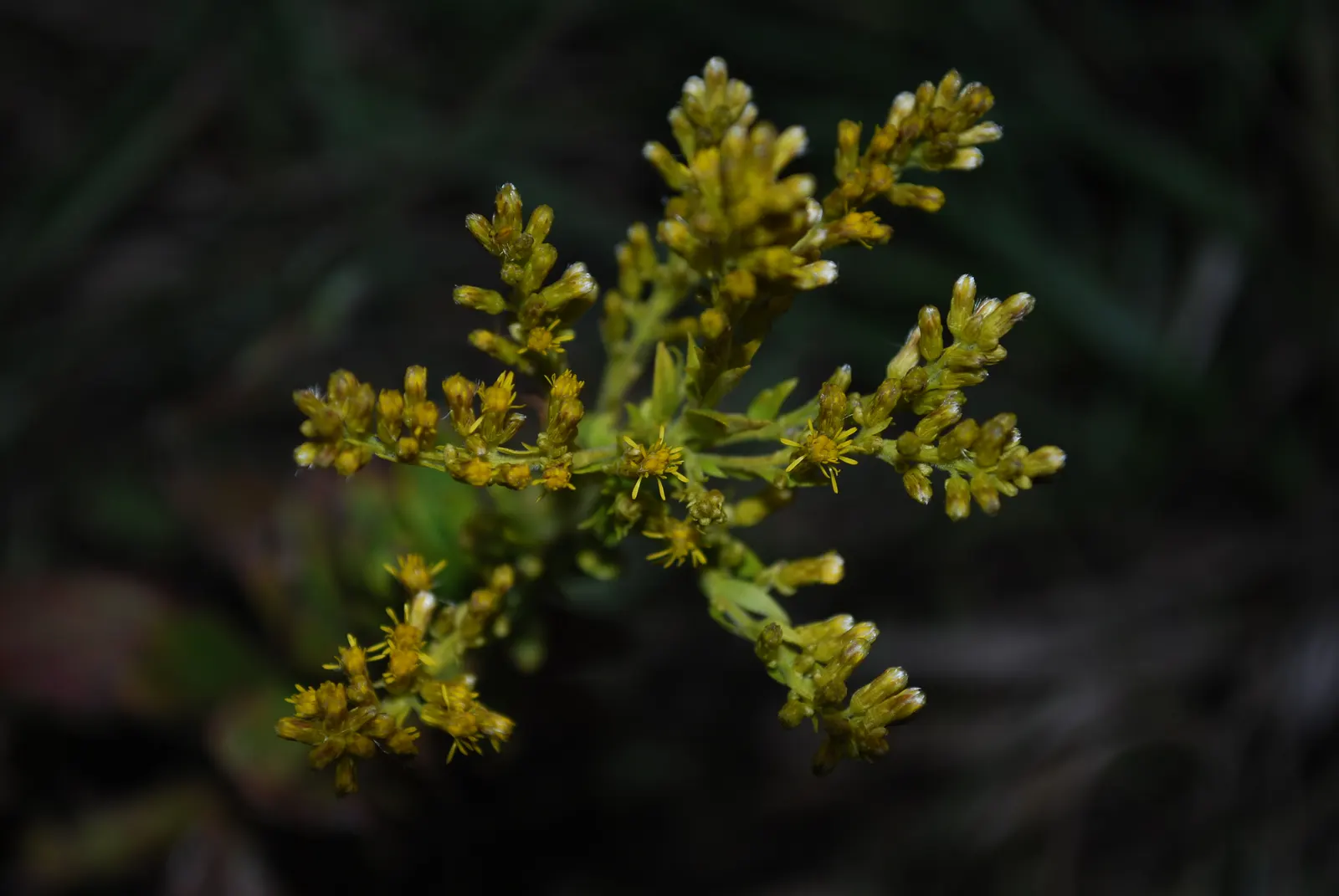 Canadian Goldenrod (Solidago Altissima) — Goldenrods are not a significant allergen; their pollen is too heavy and sticky to be carried far by the, image 69