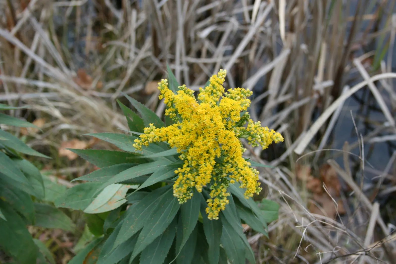 Canadian Goldenrod (Solidago Altissima) — <br><br>The Canadian Goldenrod is low maintenance, drought-tolerant, and thrives in full sun to partial, image 41