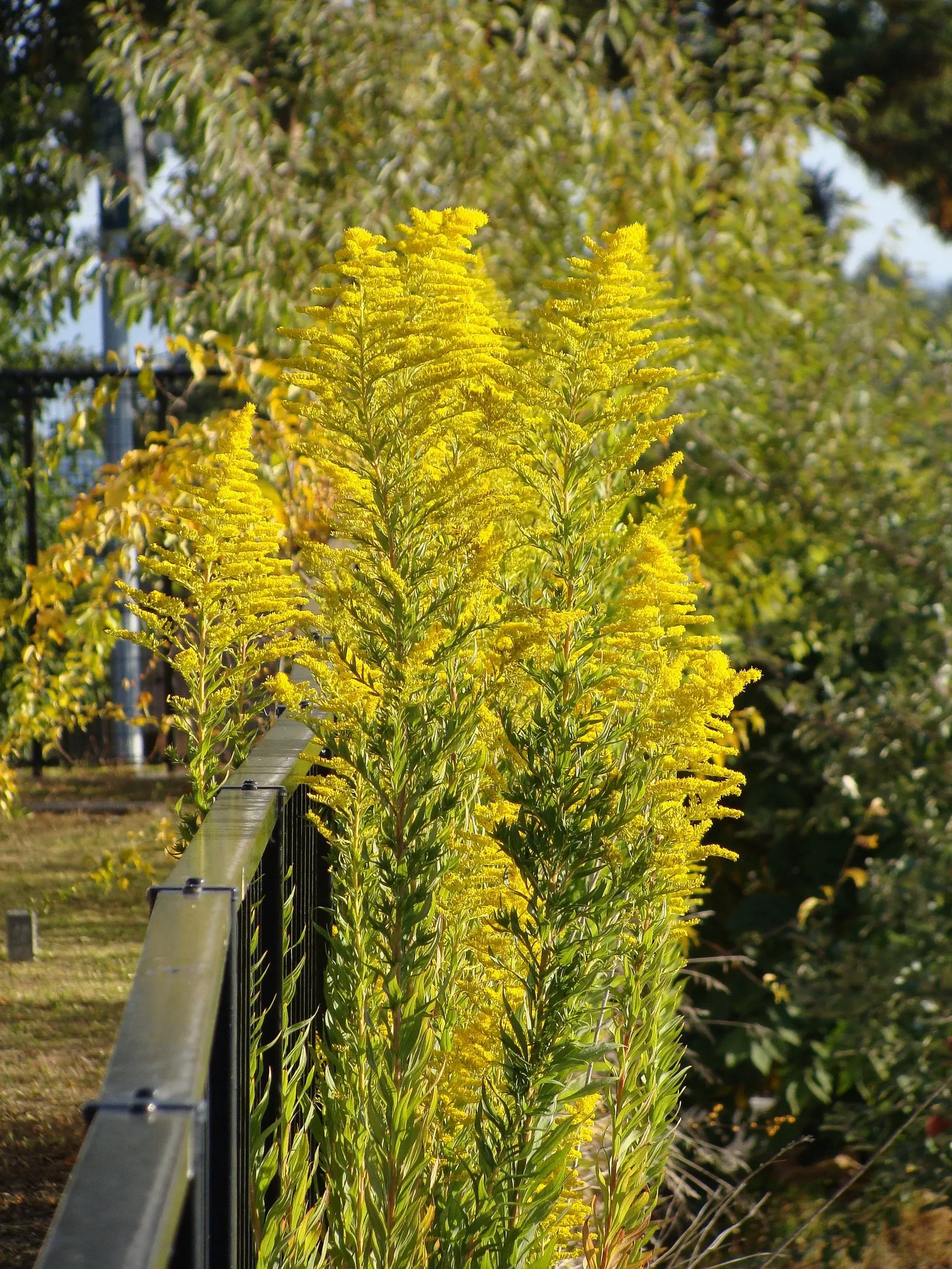 Canadian Goldenrod (Solidago Altissima) — perennial for full or half