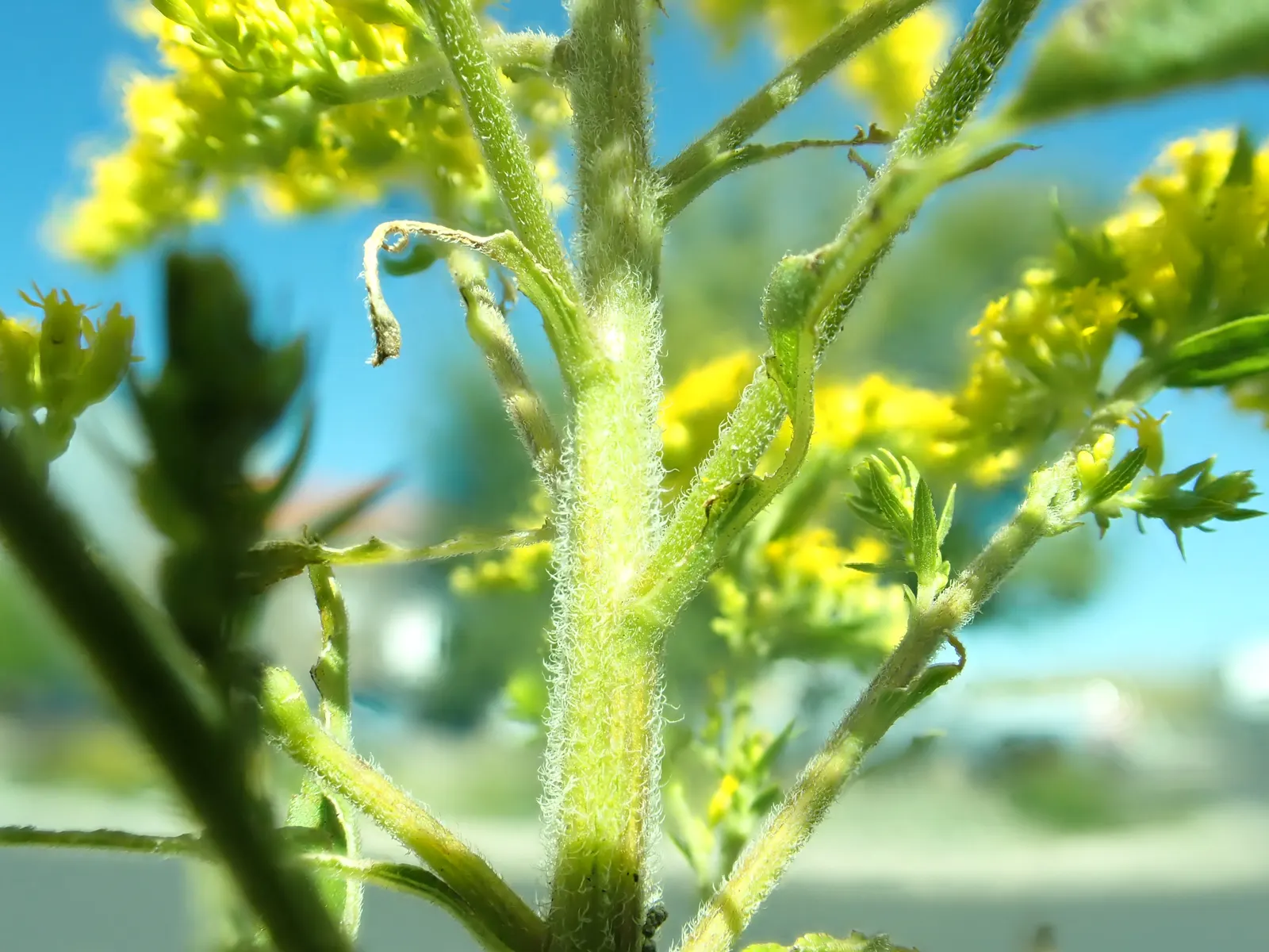 Canadian Goldenrod (Solidago Altissima) — Solidago altissima is a valuable plant for pollinators; although size can vary depending on growing, image 91