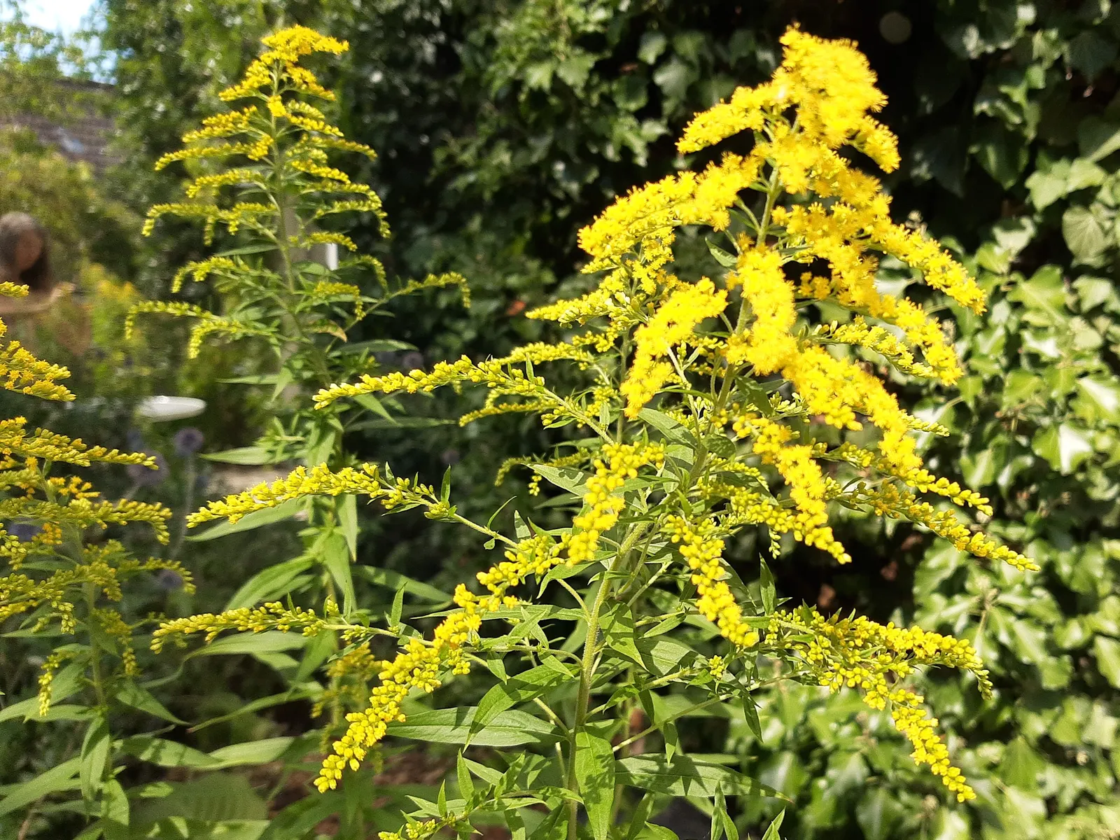 Canadian Goldenrod (Solidago Altissima) — offering a burst of color and vertical interest to any landscape design; gold and yellow flowers in the, image 151