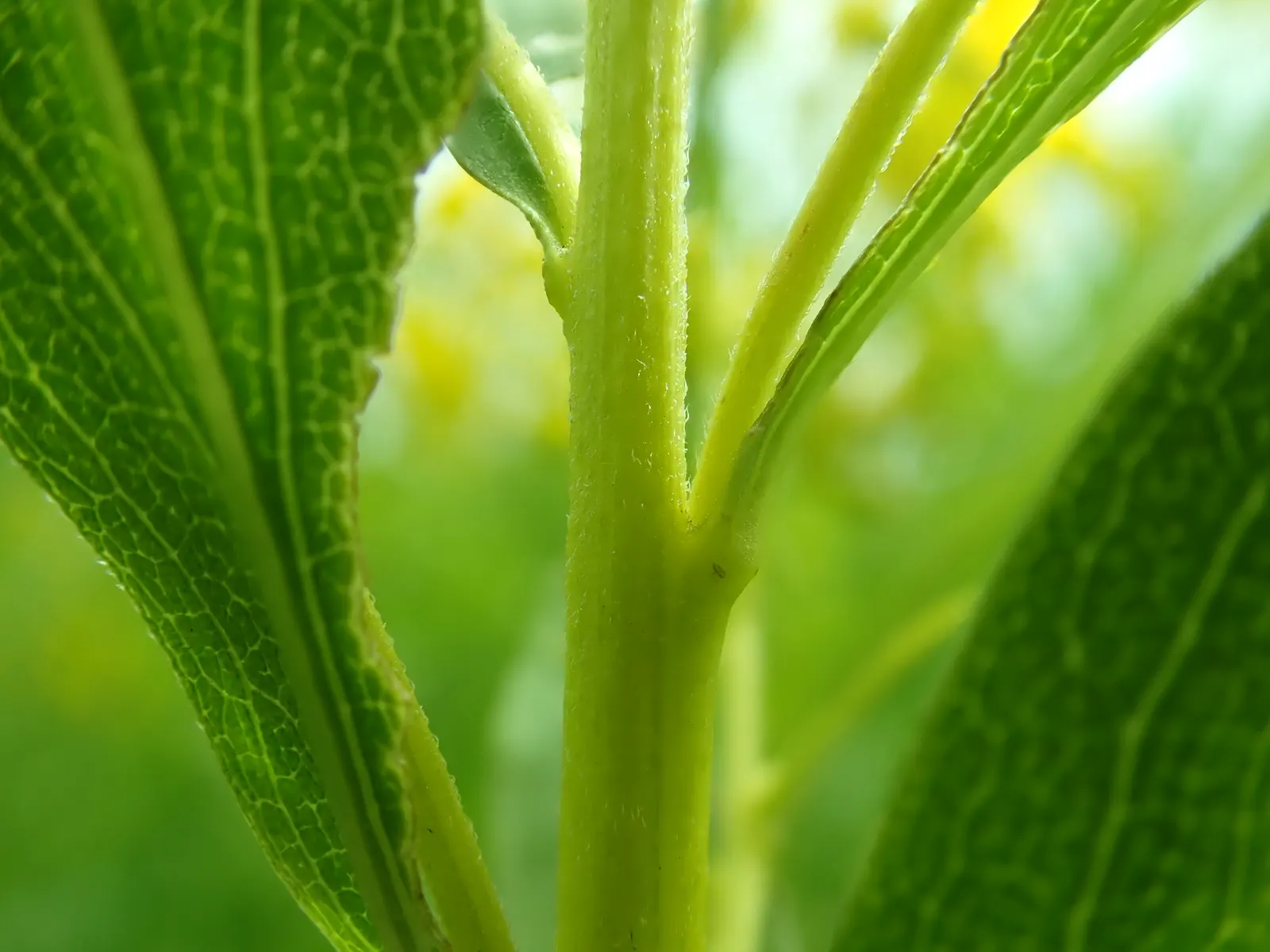 Canadian Goldenrod (Solidago Altissima) — <br><br>The Canadian Goldenrod is low maintenance, drought-tolerant, and thrives in full sun to partial, image 161