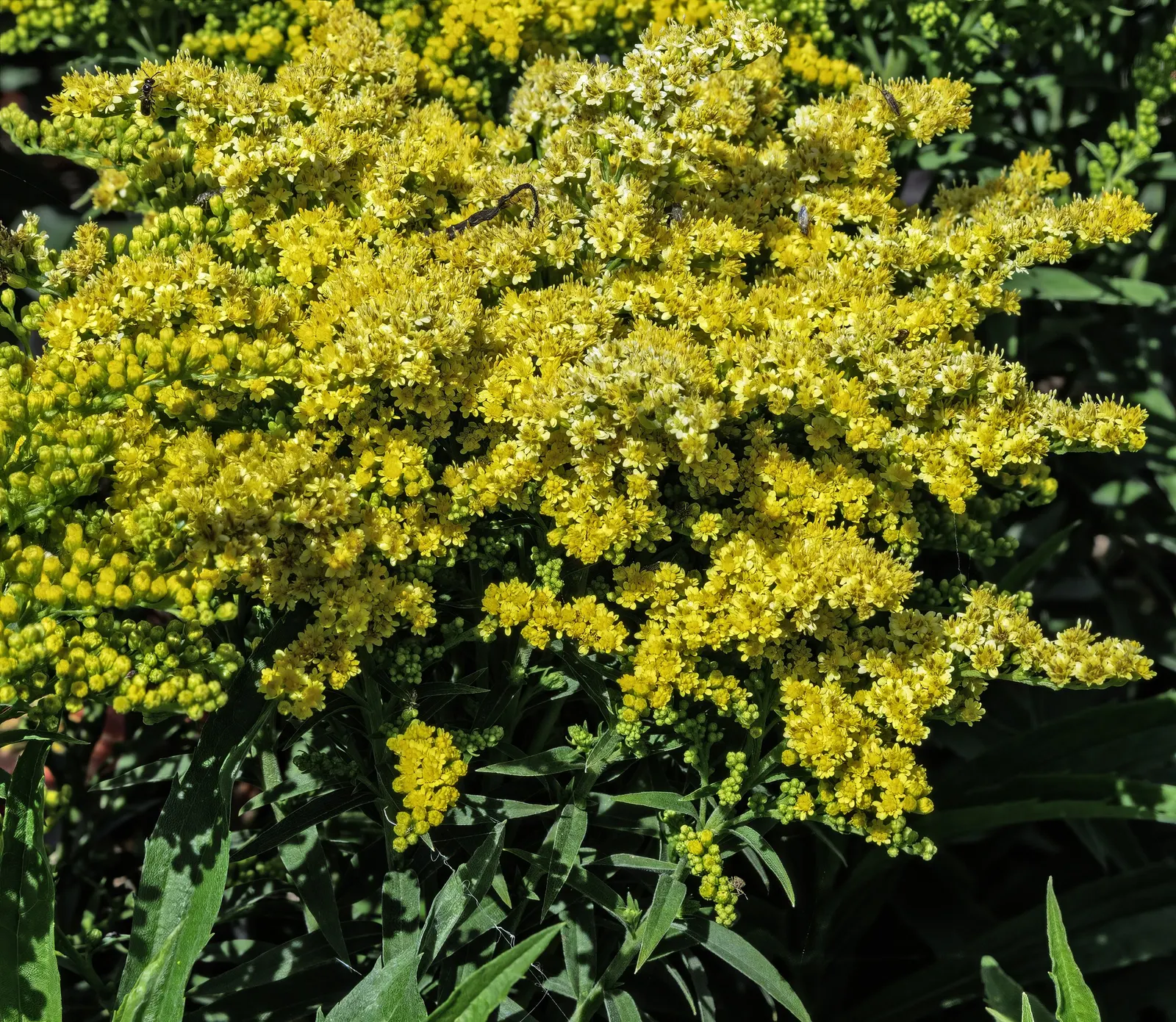 Canadian Goldenrod (Solidago Altissima) — star-shaped flowers that form crowded